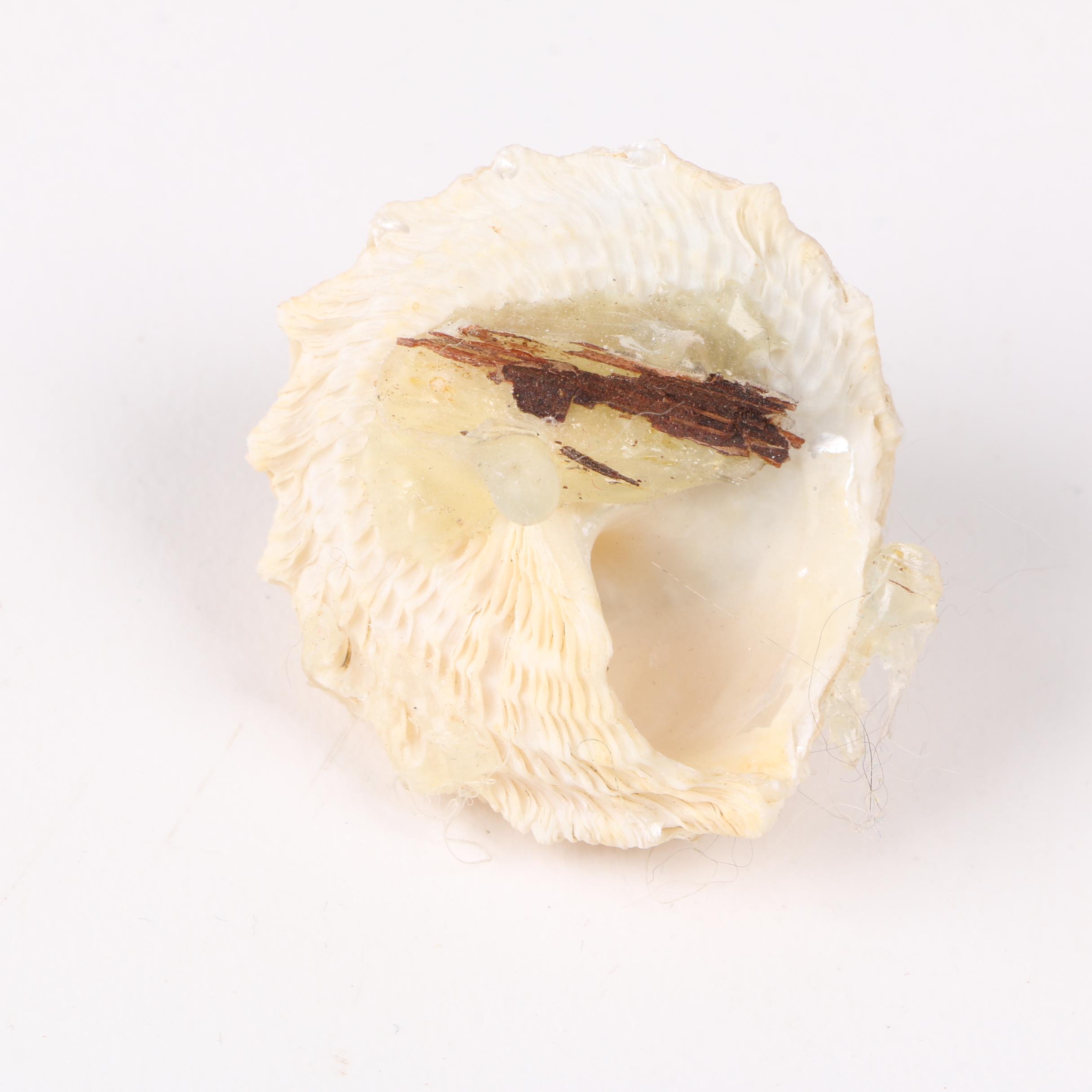 Recent Marine Fossil Specimens