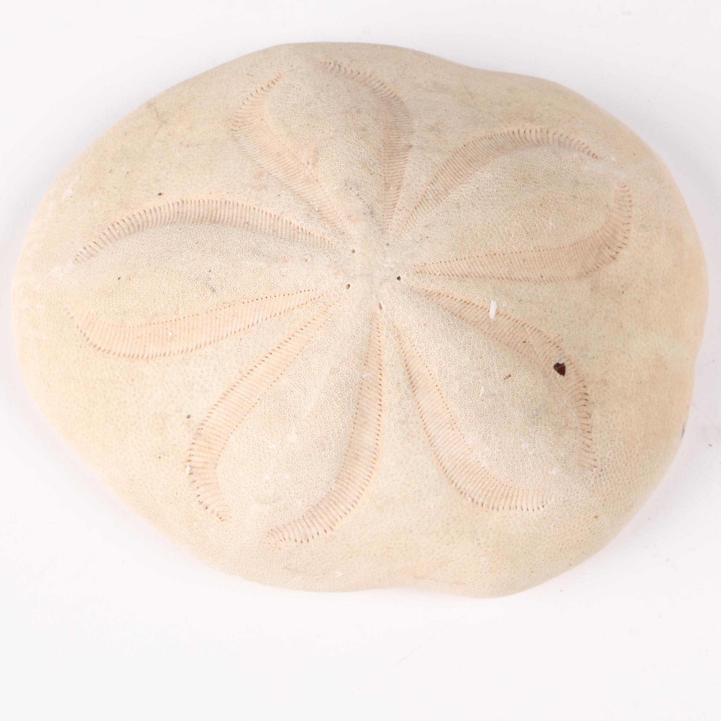 Recent Marine Fossil Specimens