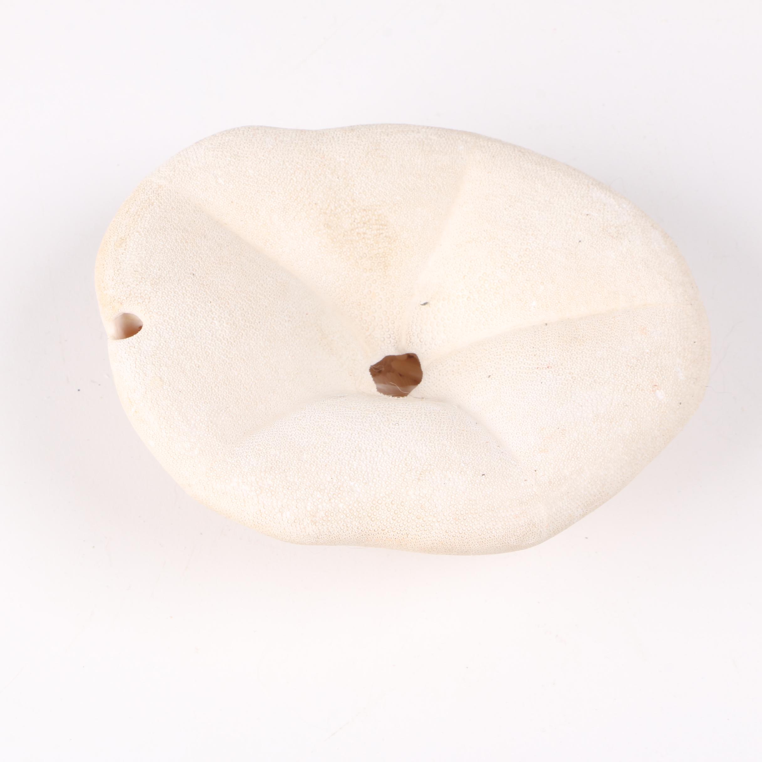 Recent Marine Fossil Specimens