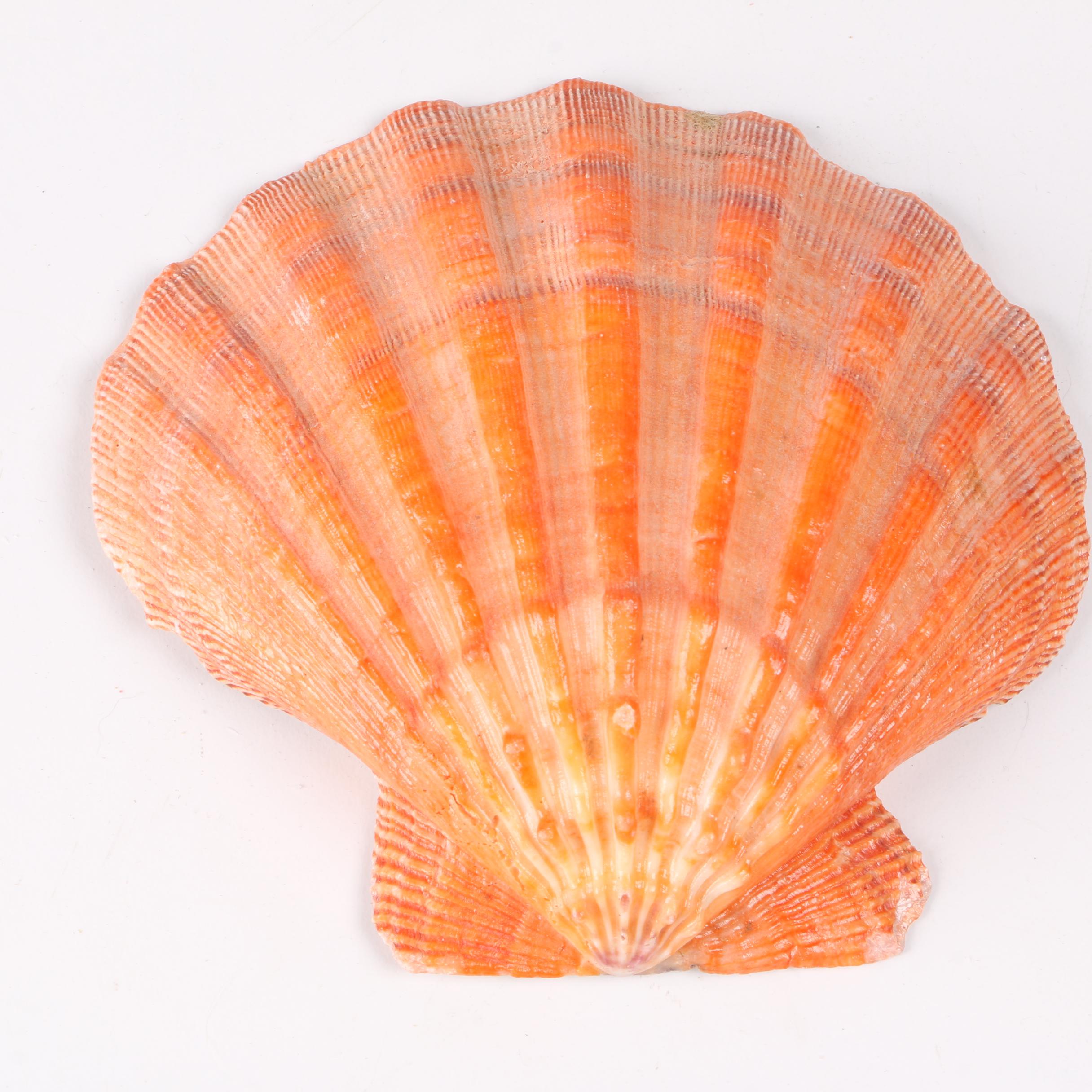 Recent Marine Fossil Specimens