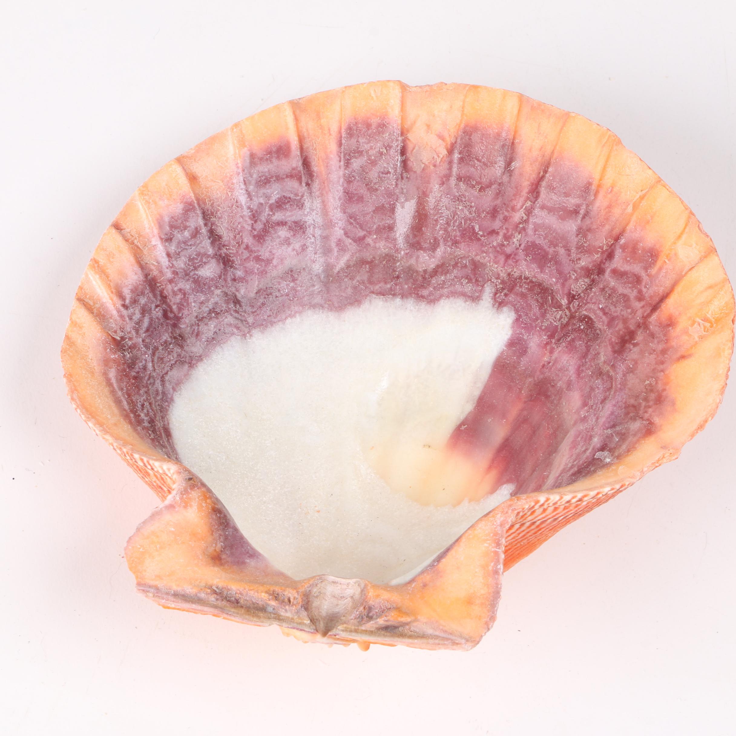 Recent Marine Fossil Specimens