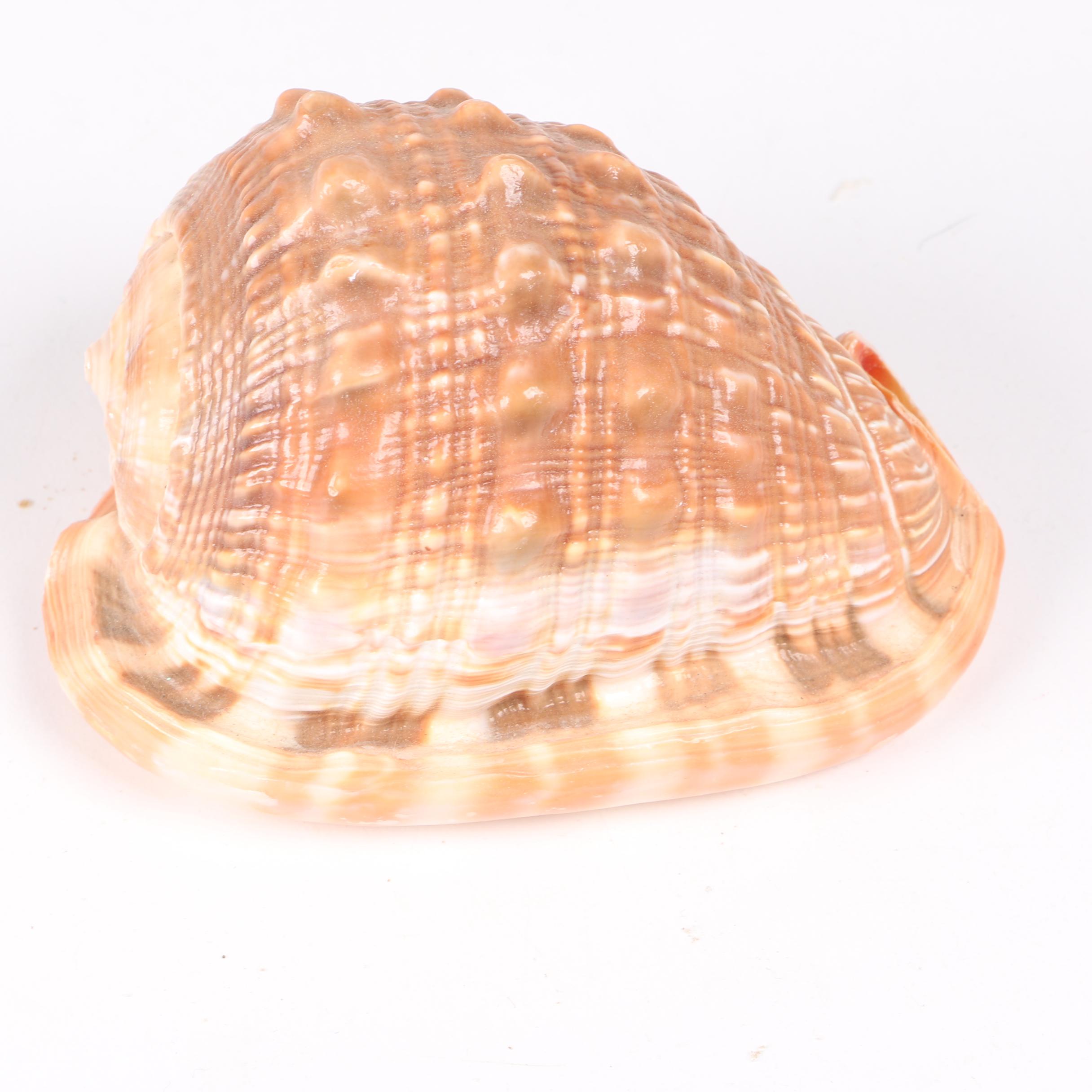 Recent Gastropod Specimens