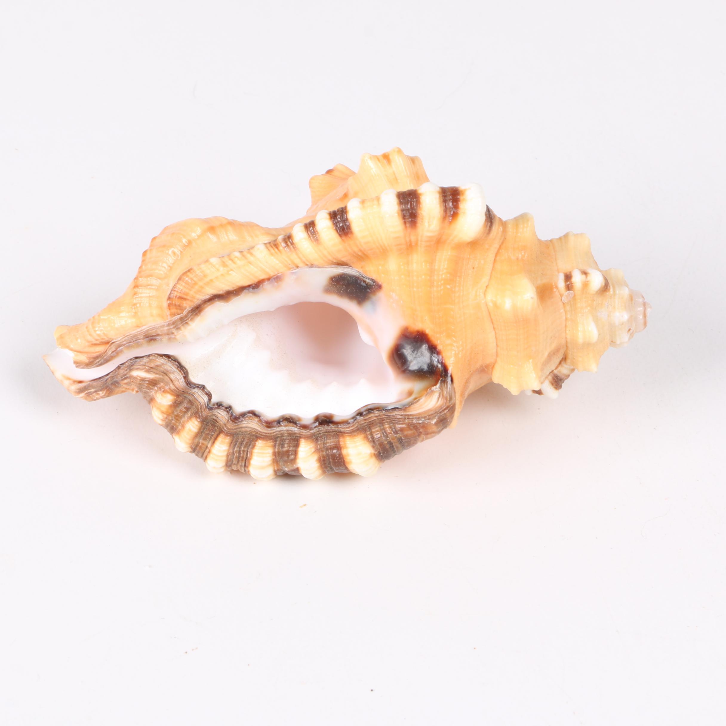 Recent Gastropod Specimens