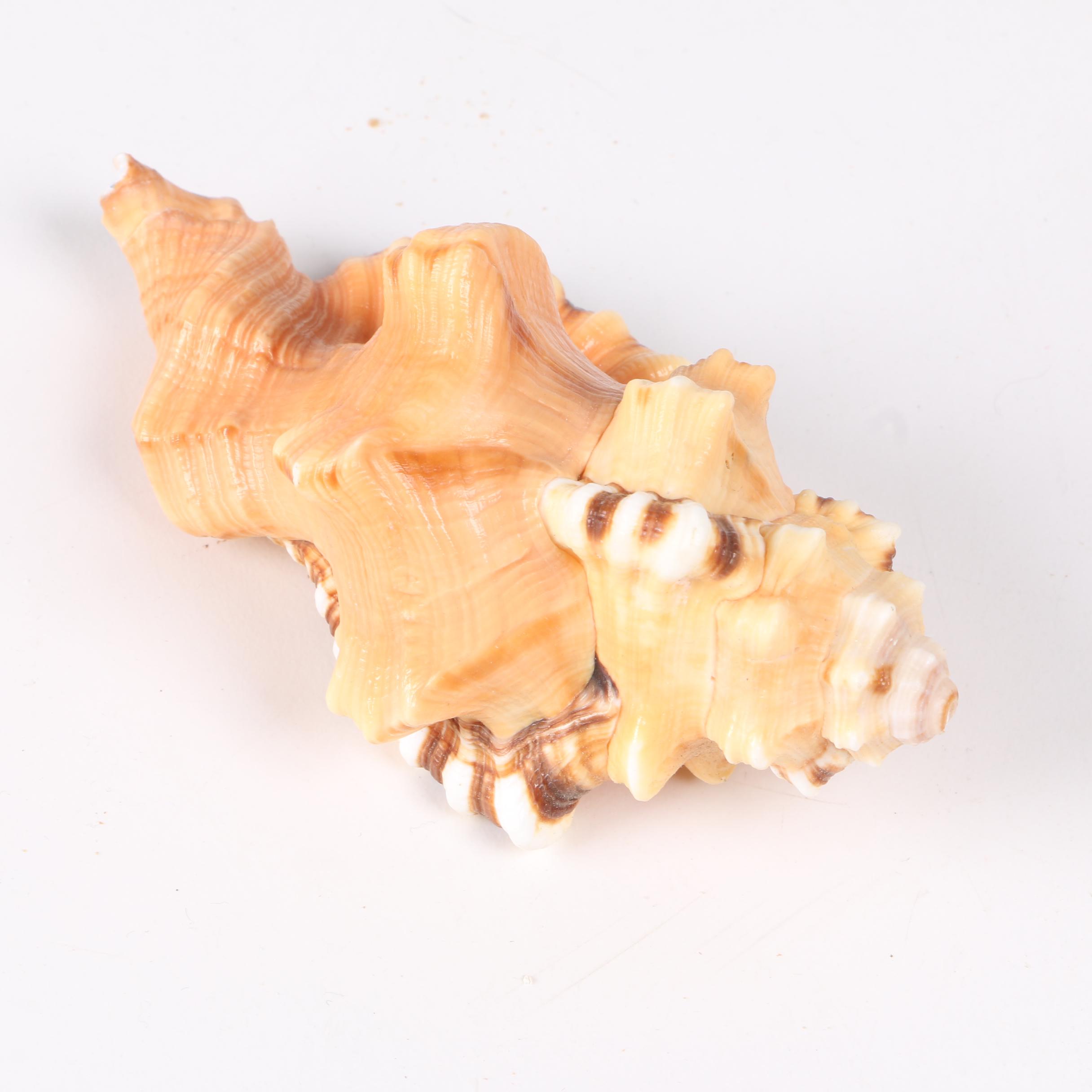 Recent Gastropod Specimens