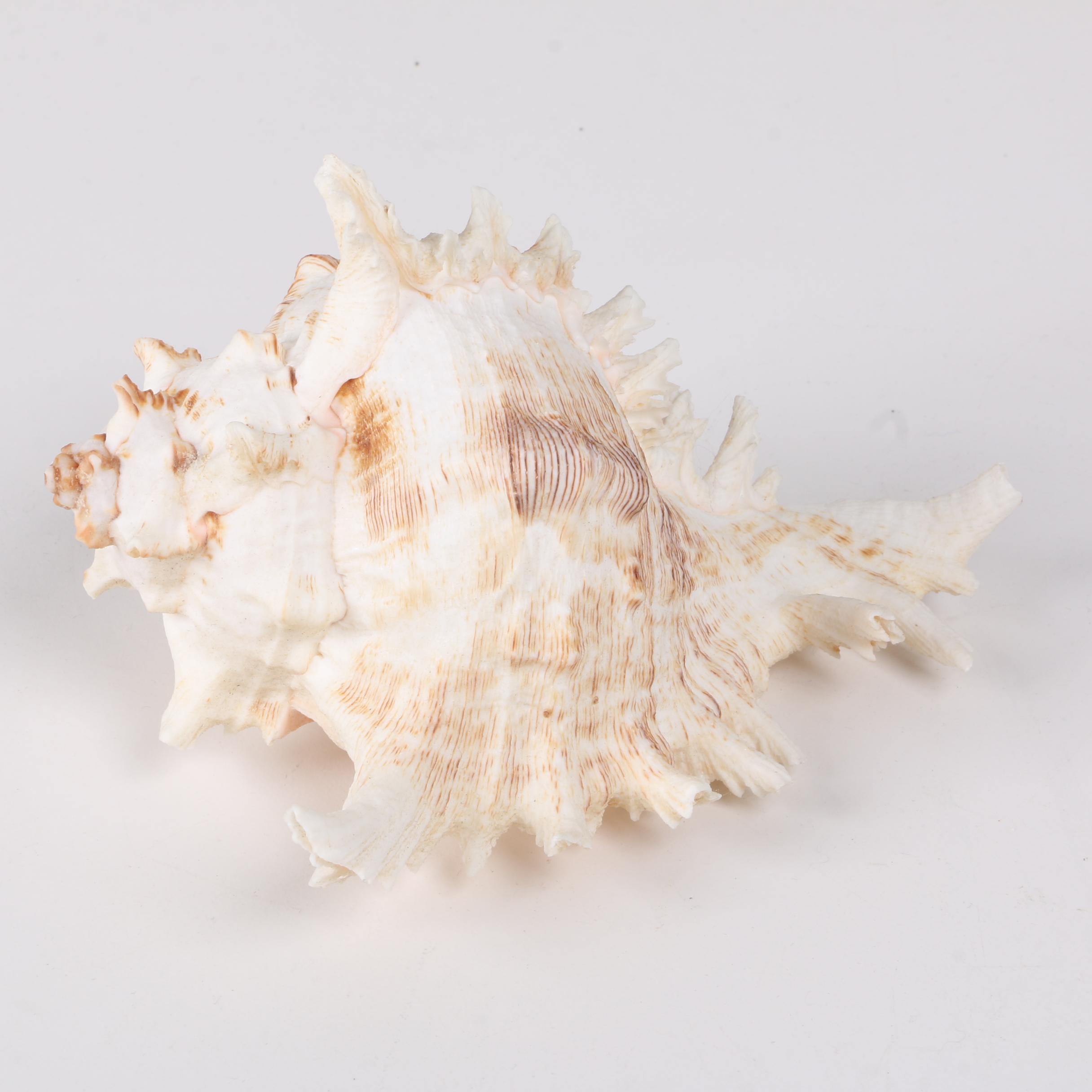 Recent Gastropod Specimens