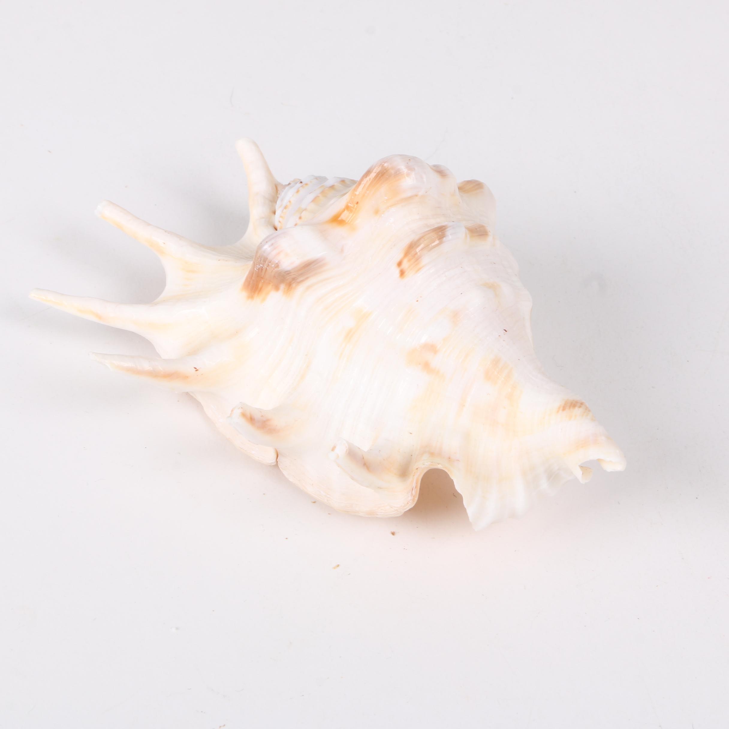 Recent Gastropod Specimens