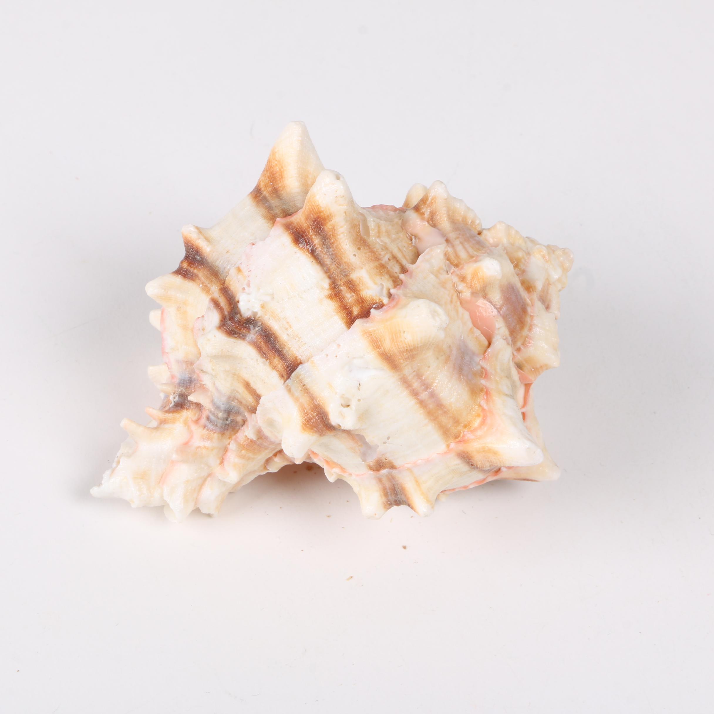 Recent Gastropod Specimens