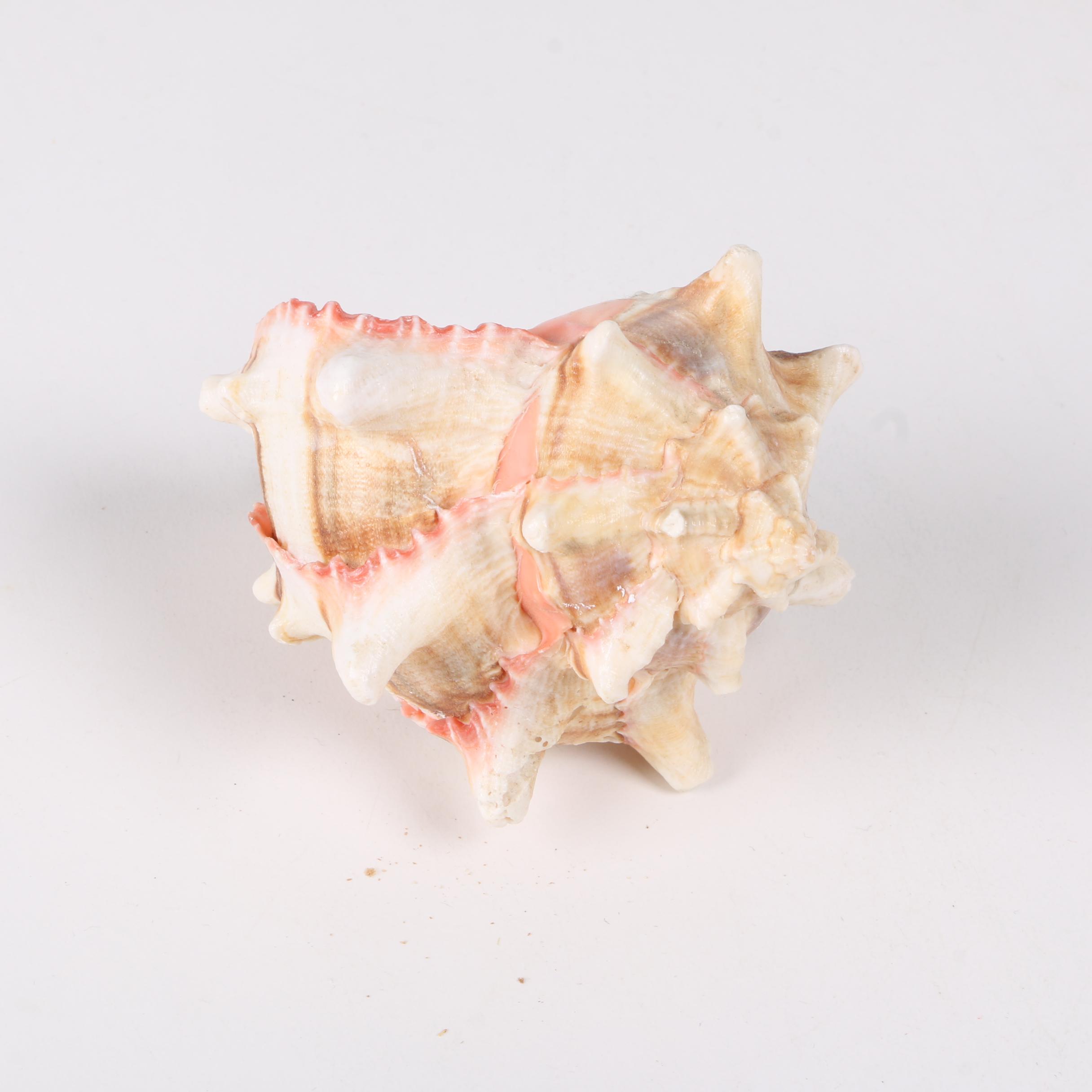 Recent Gastropod Specimens