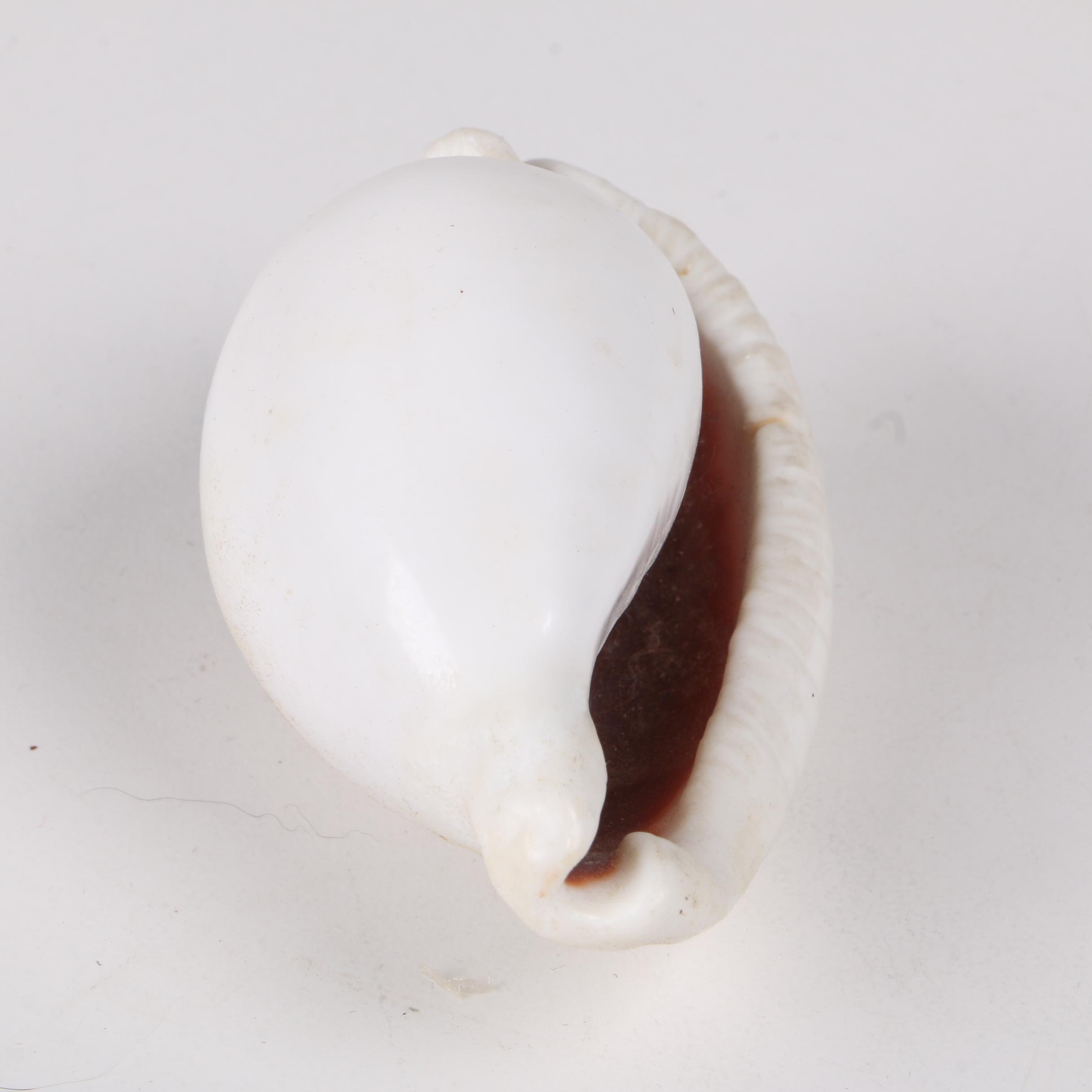 Recent Gastropod Fossil Specimens