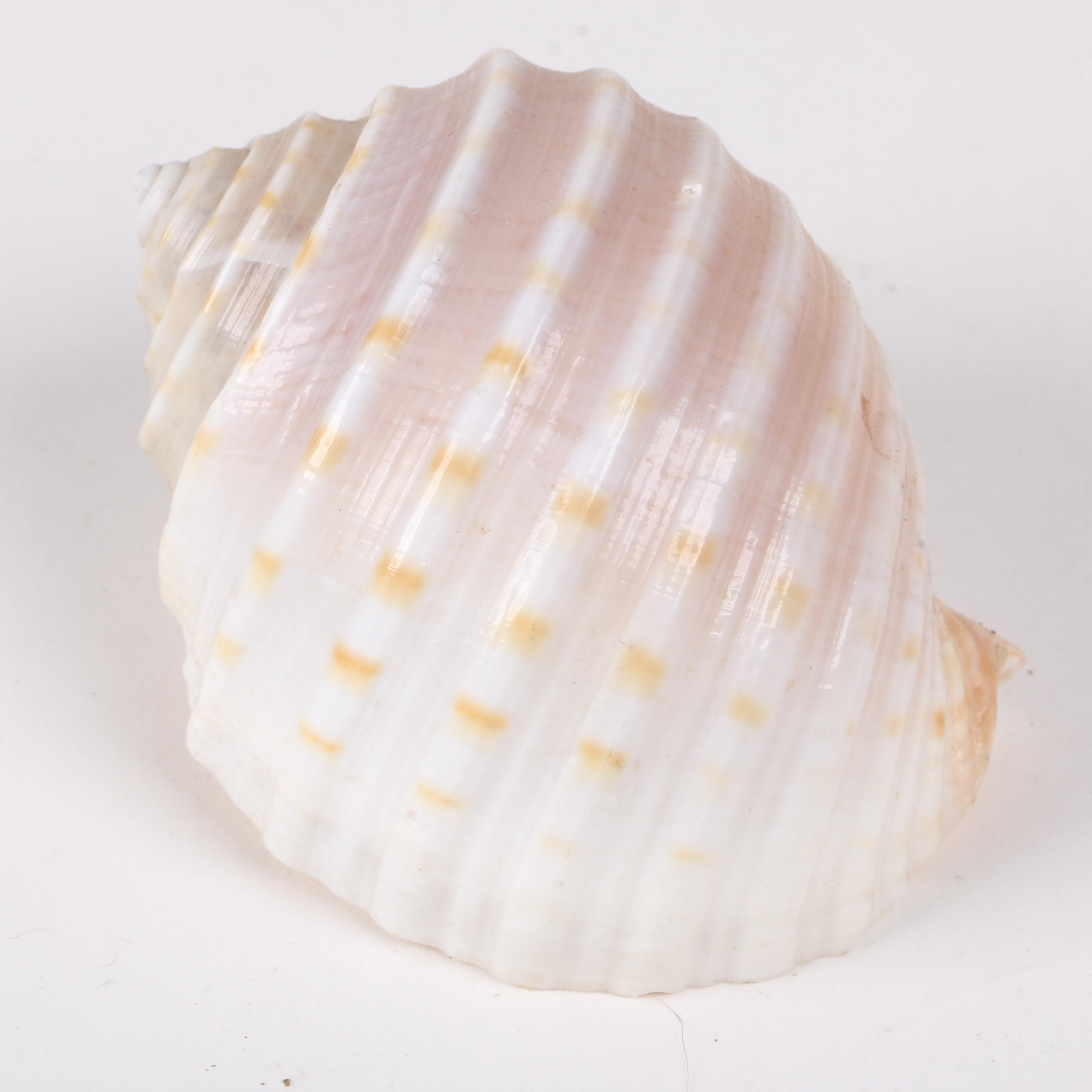 Recent Gastropod Fossil Specimens