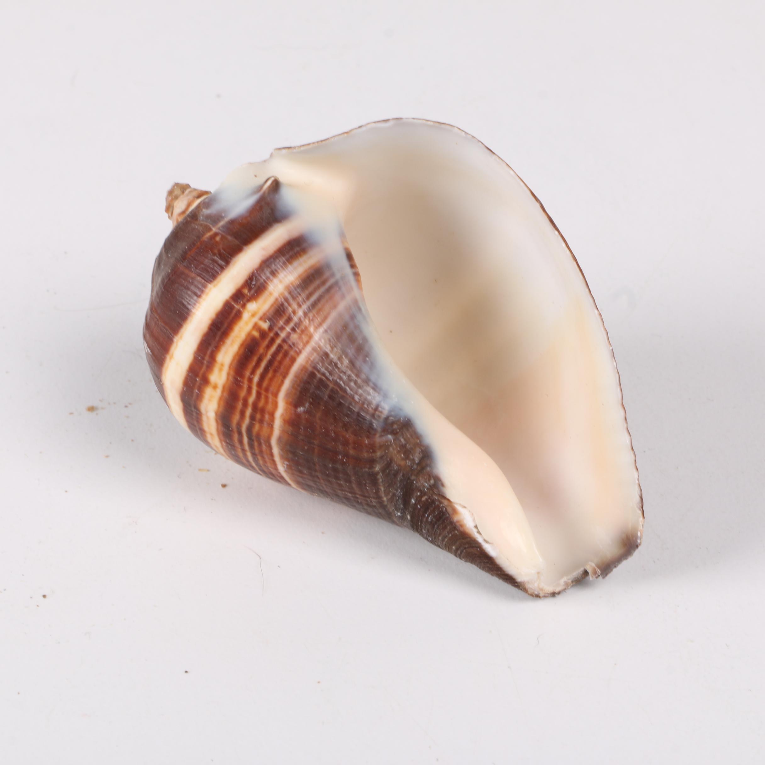 Recent Gastropod Fossil Specimens