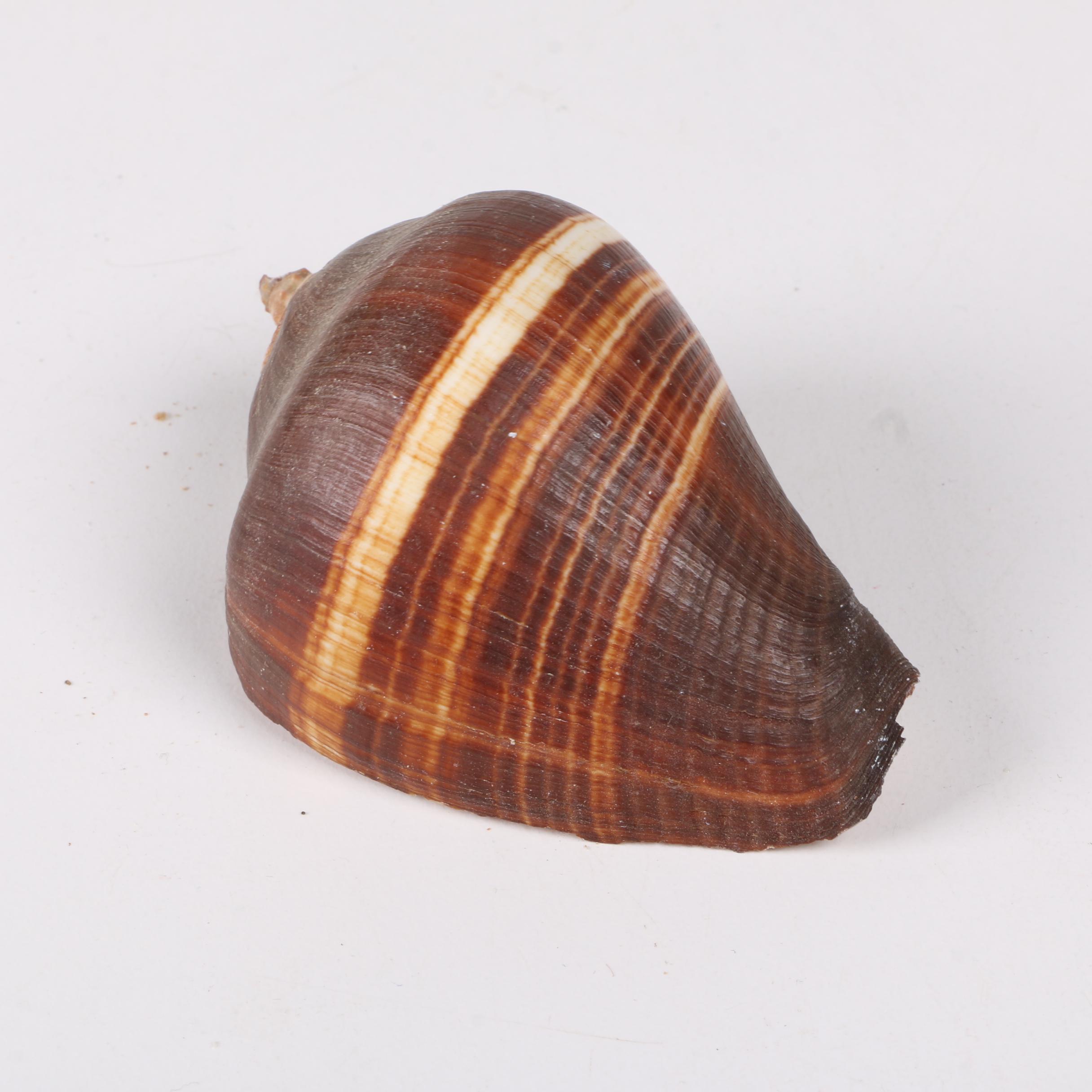 Recent Gastropod Fossil Specimens