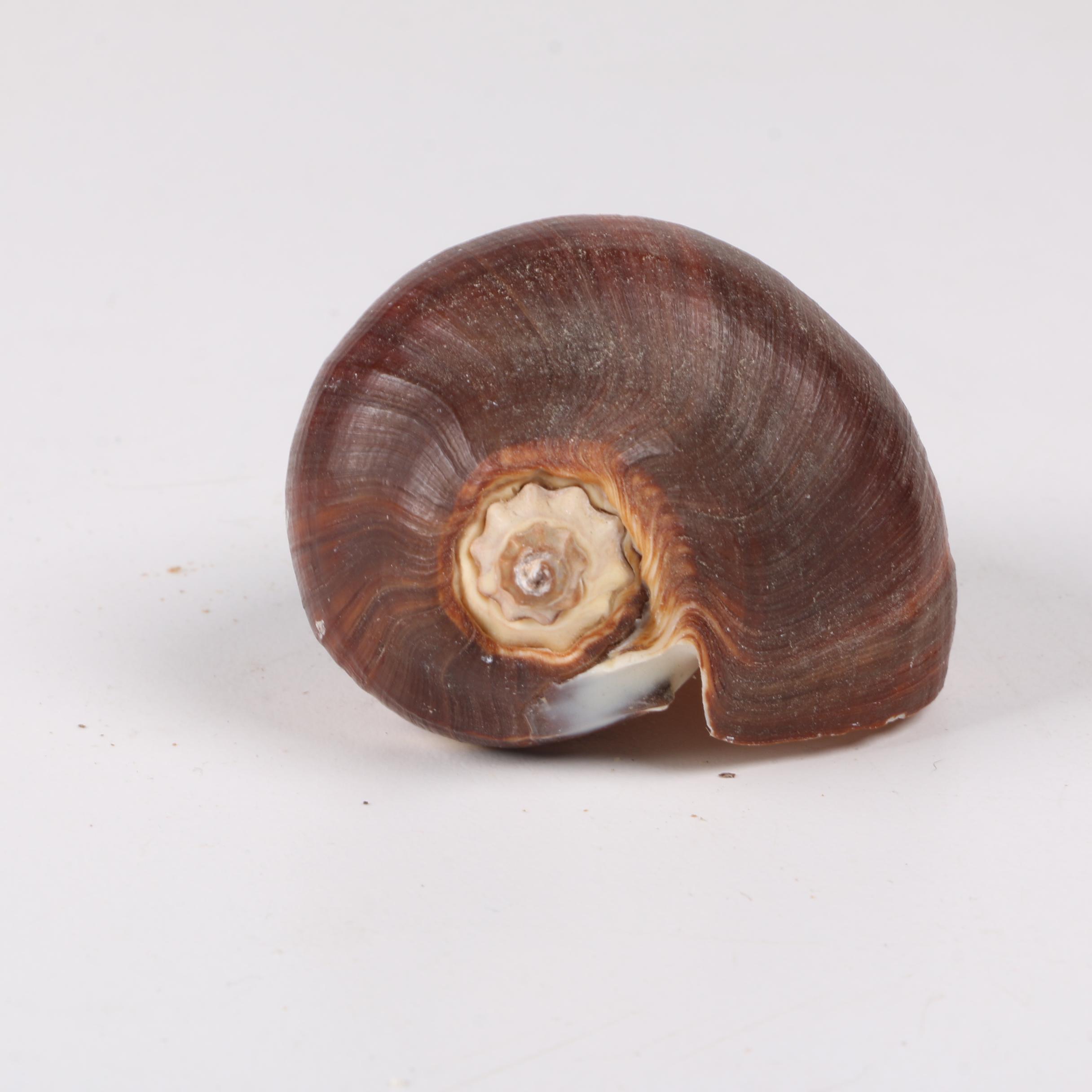 Recent Gastropod Fossil Specimens