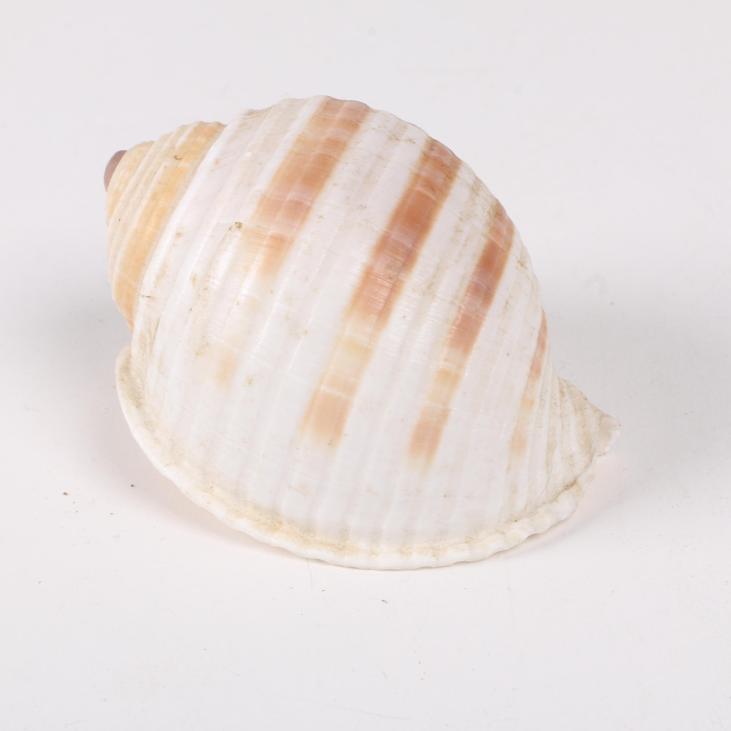 Recent Gastropod Fossil Specimens