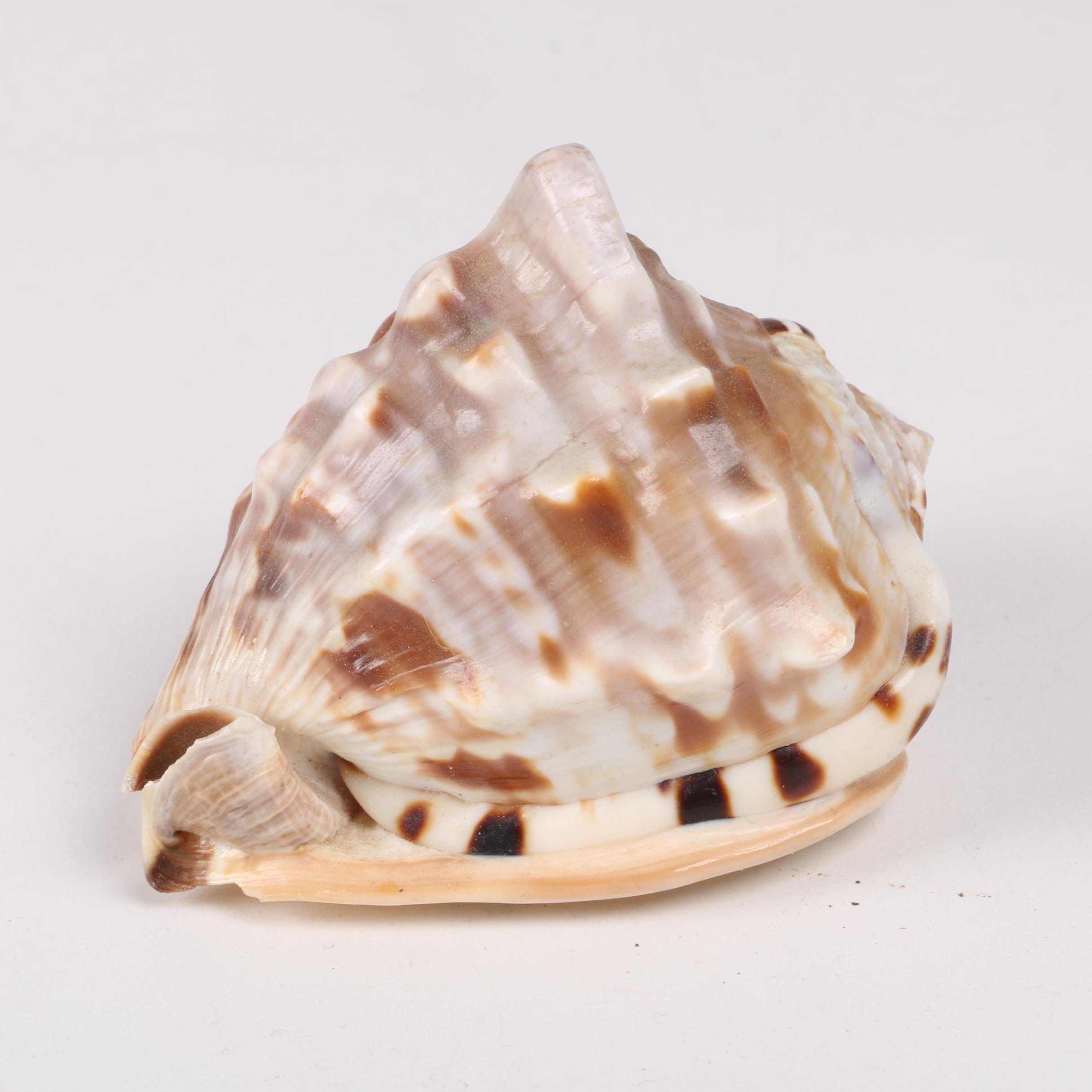 Recent Gastropod Fossil Specimens