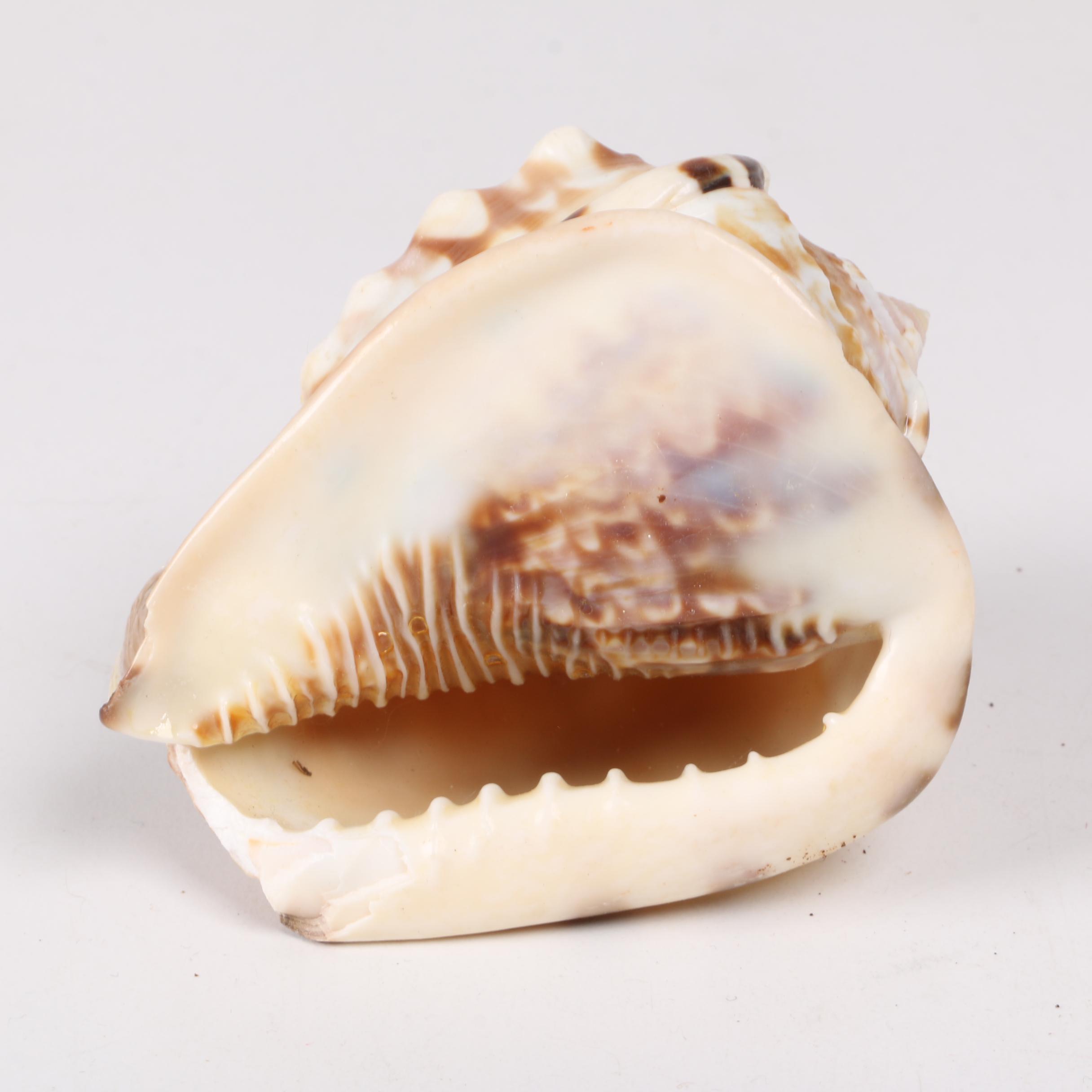 Recent Gastropod Fossil Specimens