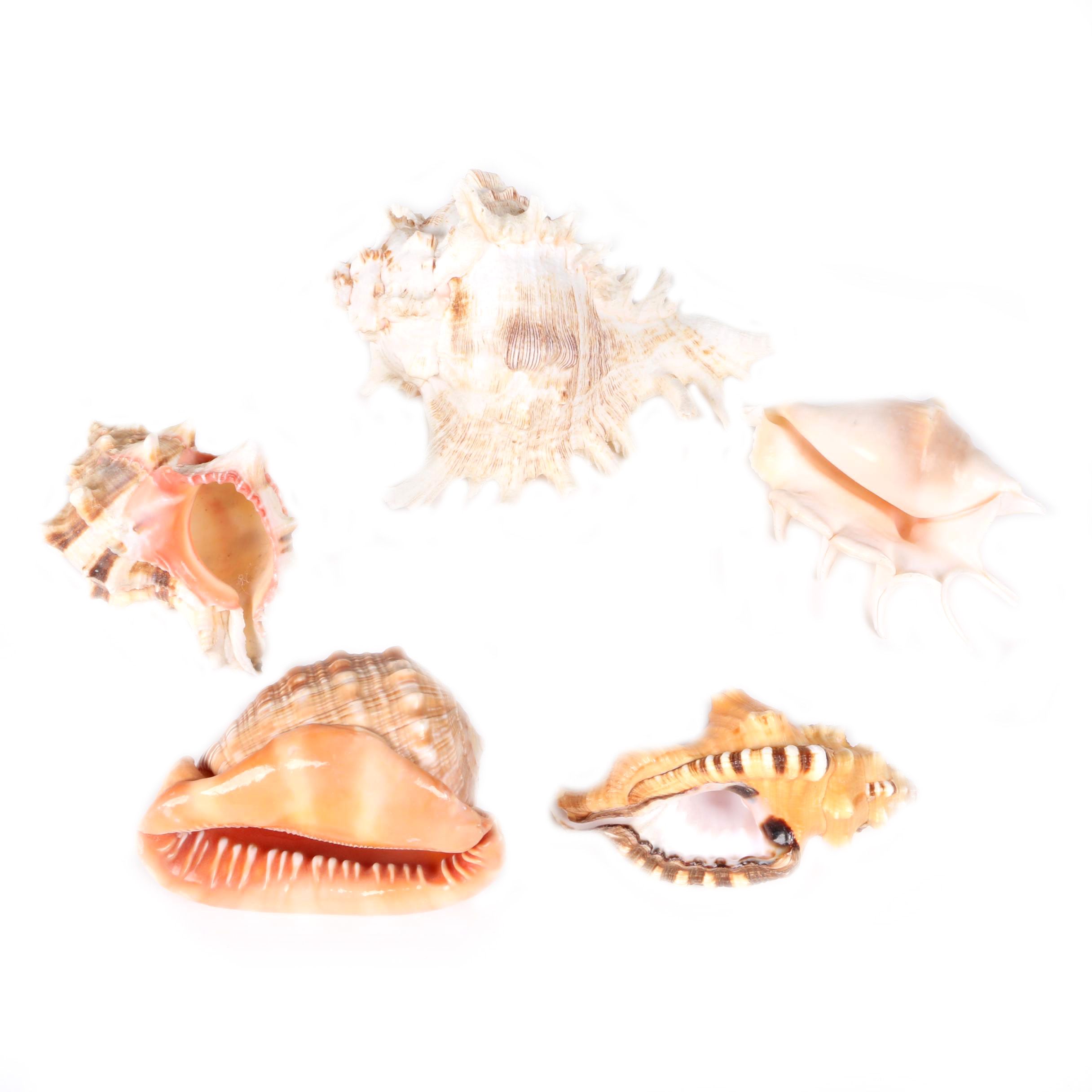 Recent Gastropod Specimens