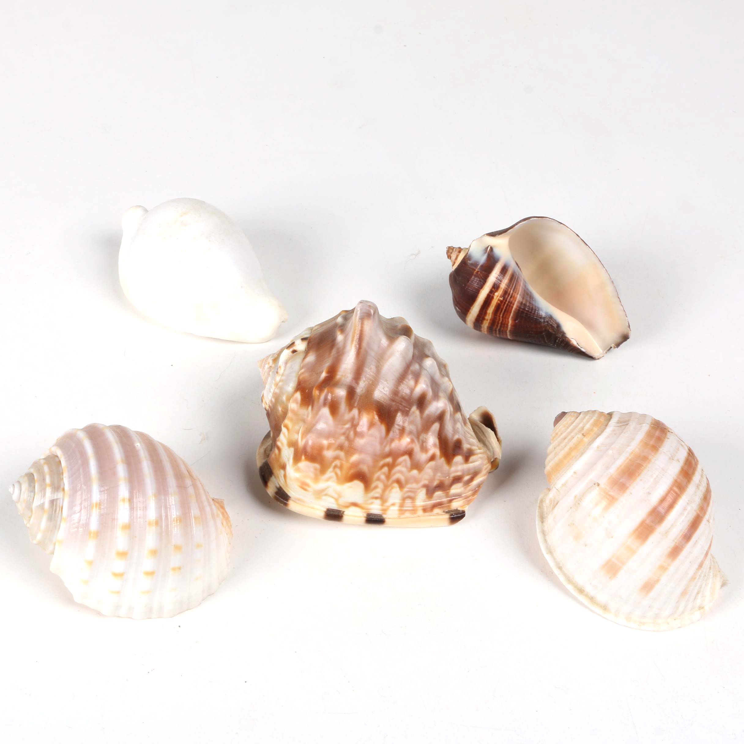 Recent Gastropod Fossil Specimens