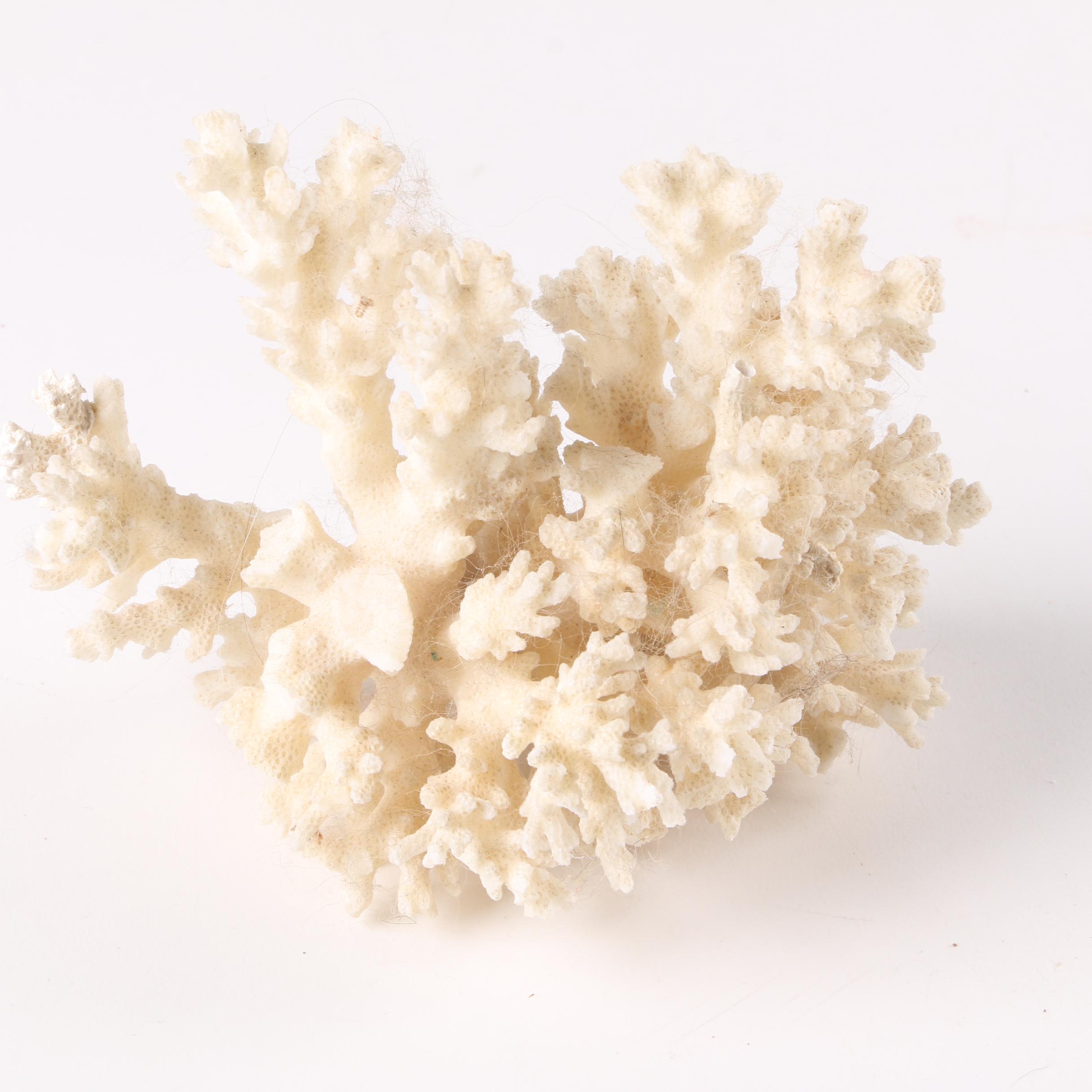 Recent Scleractinian Coral Specimens