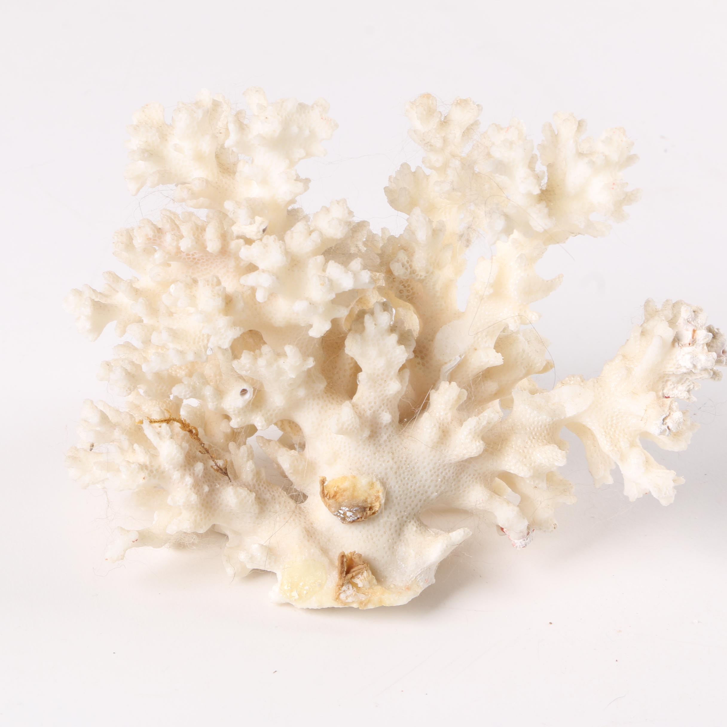 Recent Scleractinian Coral Specimens