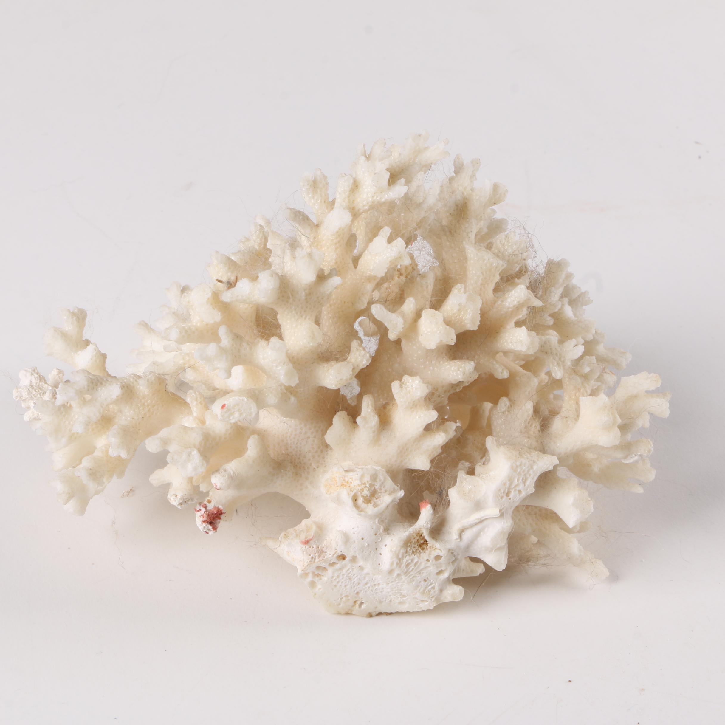 Recent Scleractinian Coral Specimens