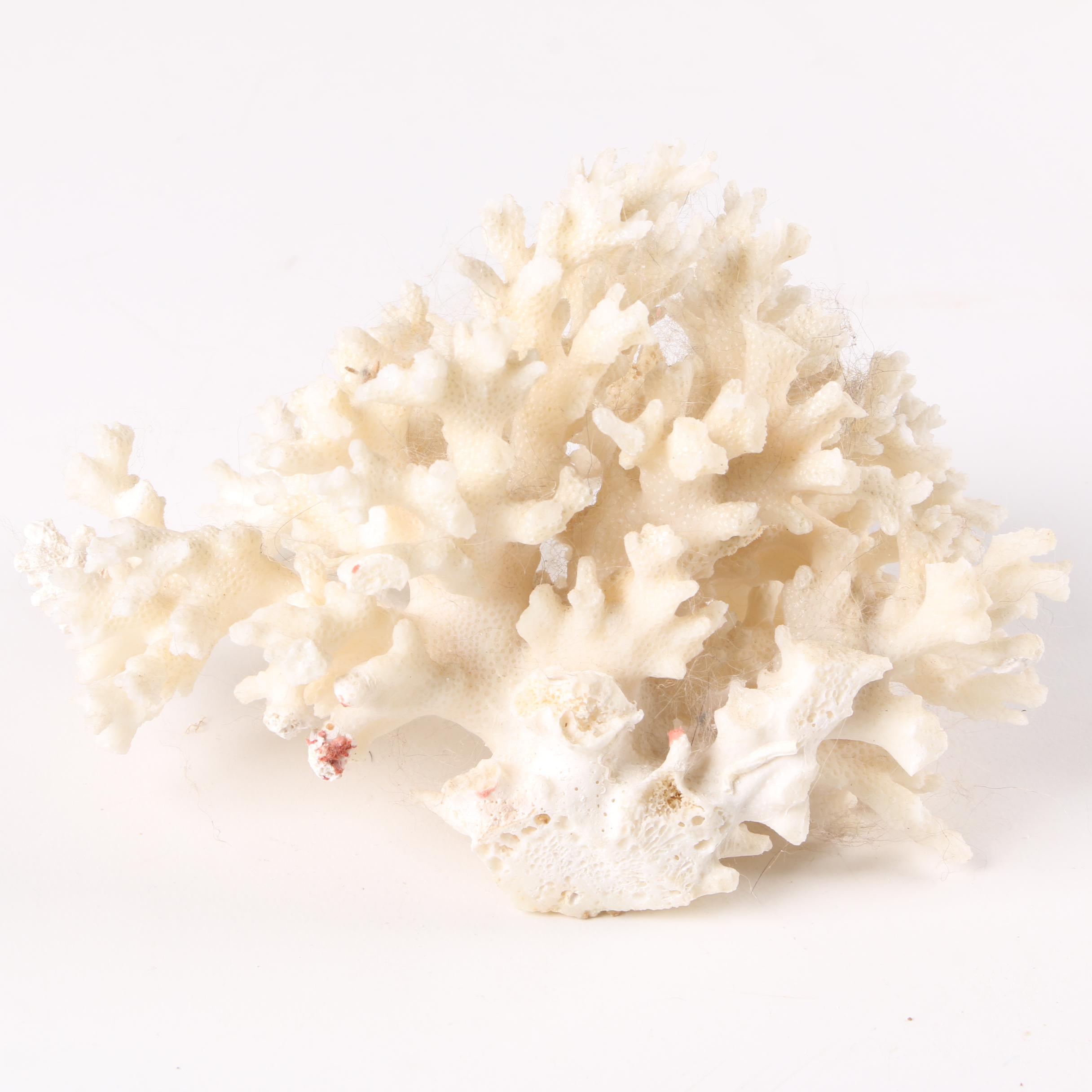Recent Scleractinian Coral Specimens