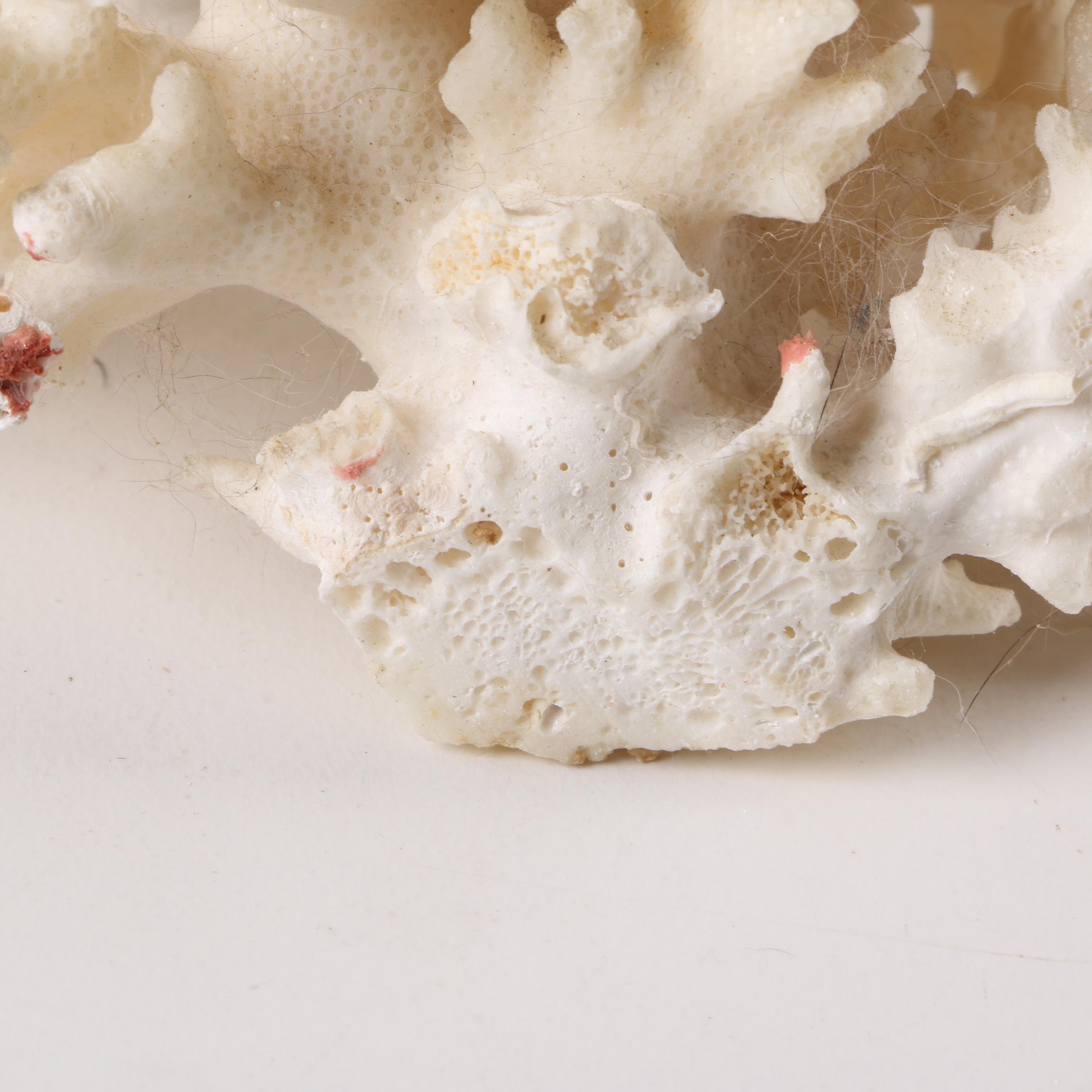 Recent Scleractinian Coral Specimens