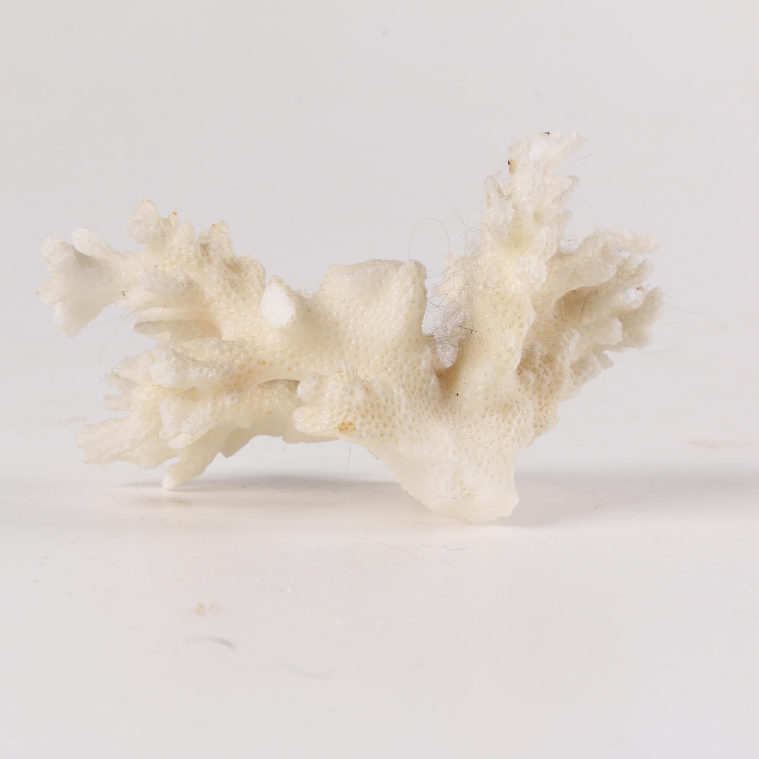 Recent Scleractinian Coral Specimens