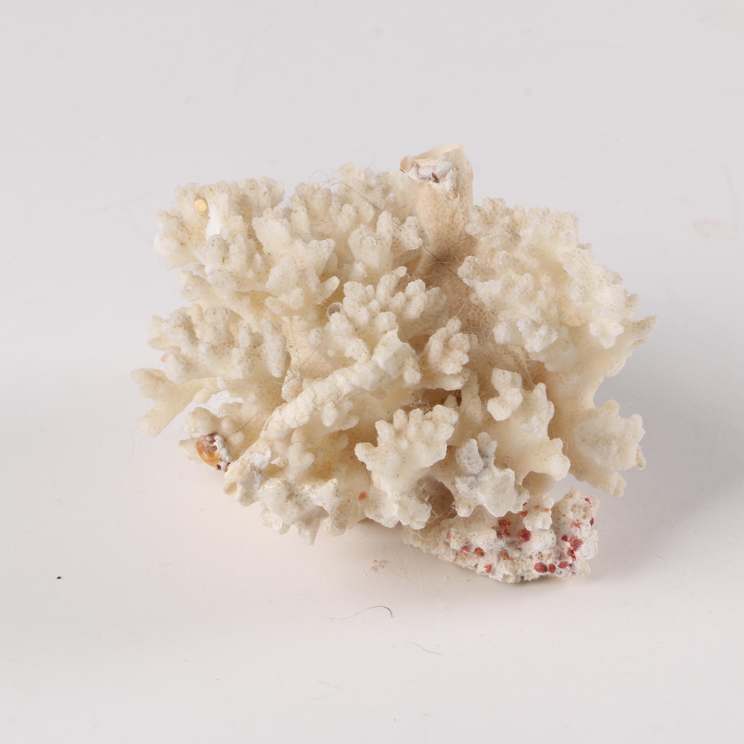 Recent Scleractinian Coral Specimens