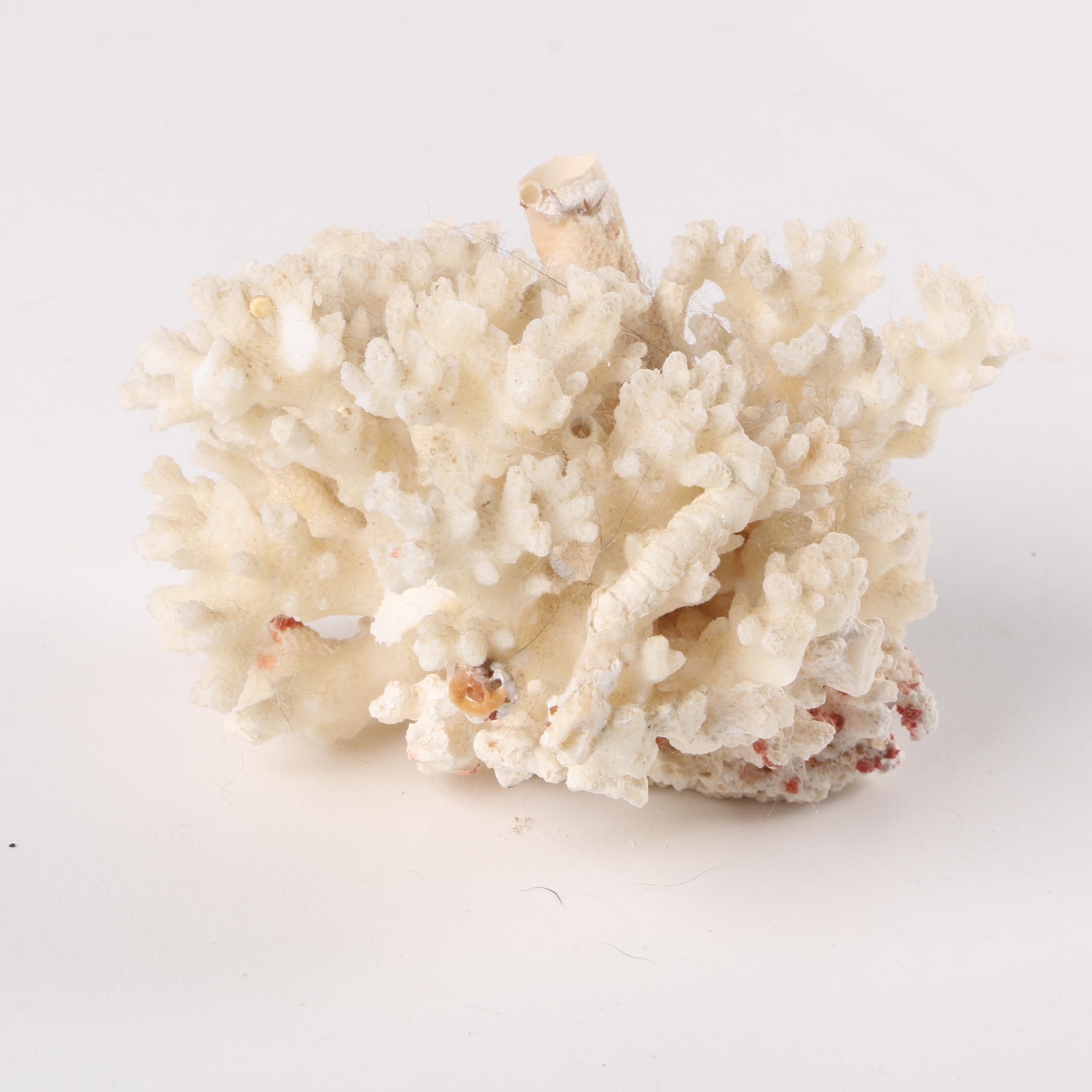 Recent Scleractinian Coral Specimens