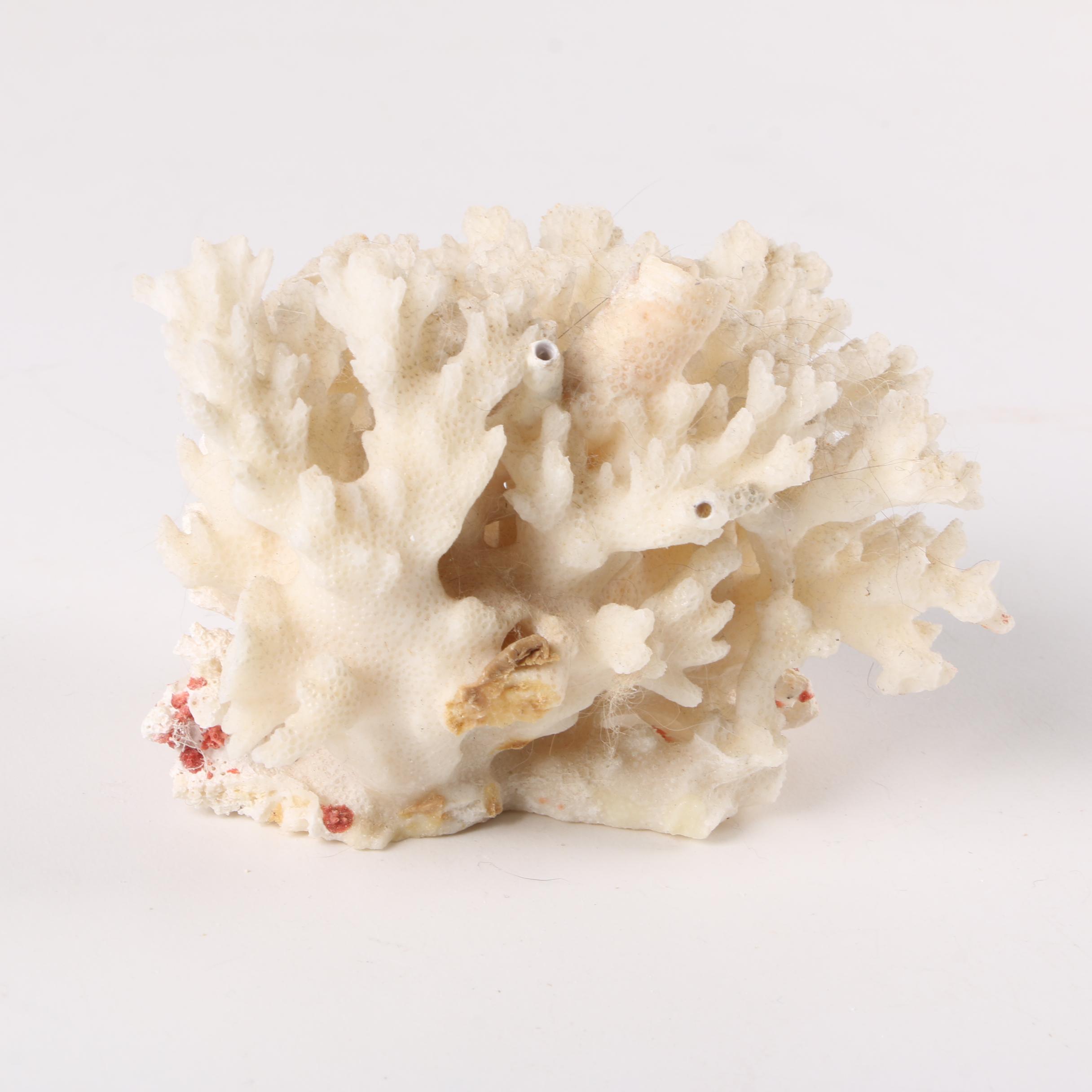 Recent Scleractinian Coral Specimens