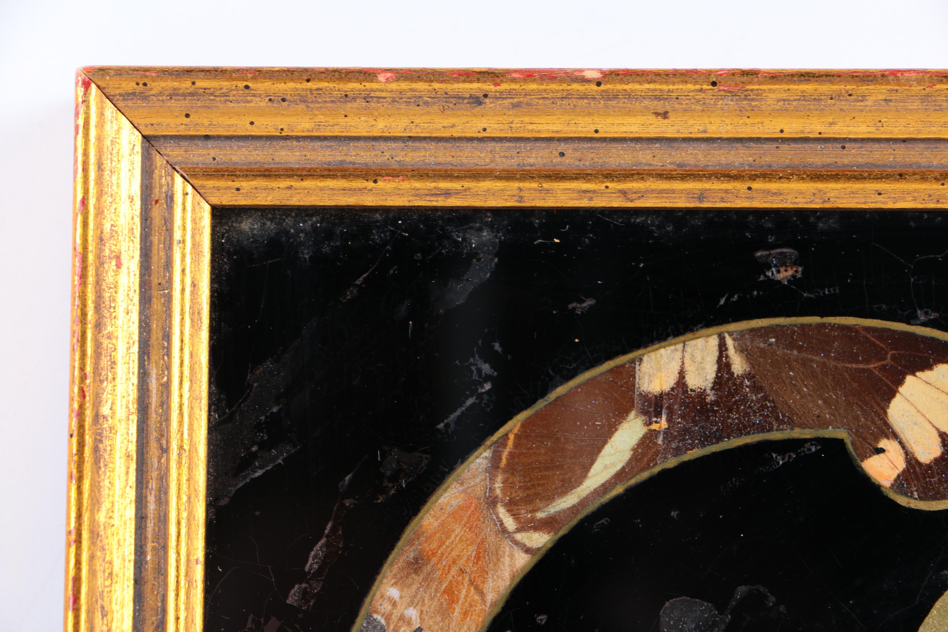 Mixed Media Butterfly Wing Collages