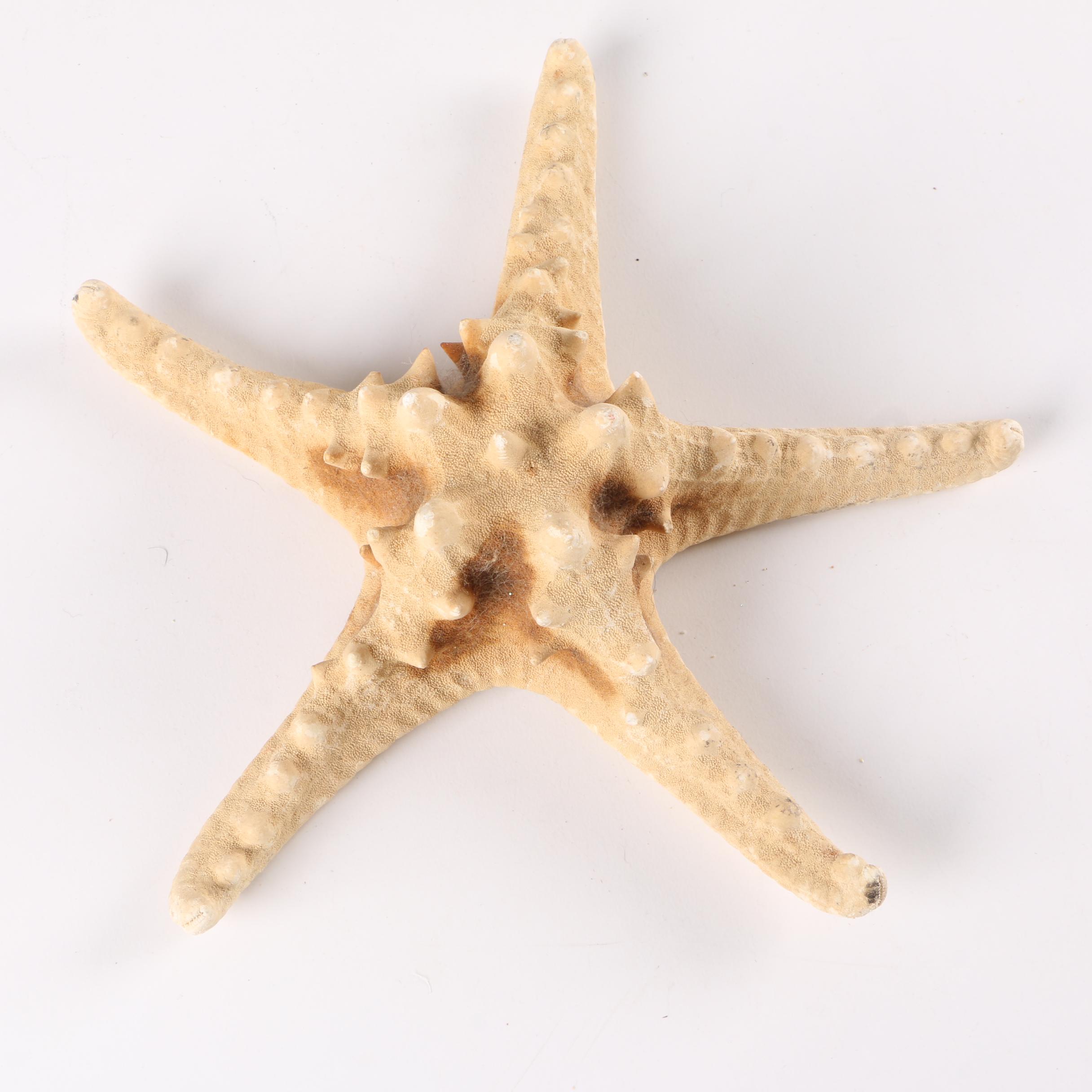 Recent Echinoderm Fossil Specimens