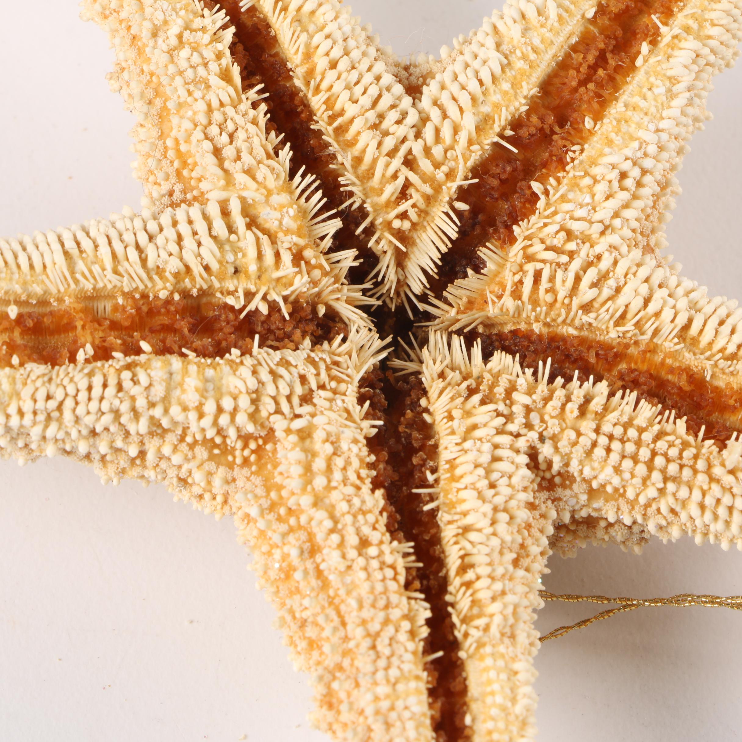 Recent Echinoderm Fossil Specimens