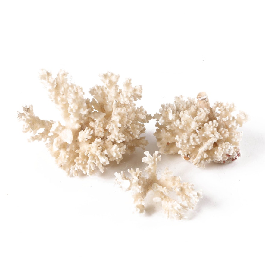 Recent Scleractinian Coral Specimens