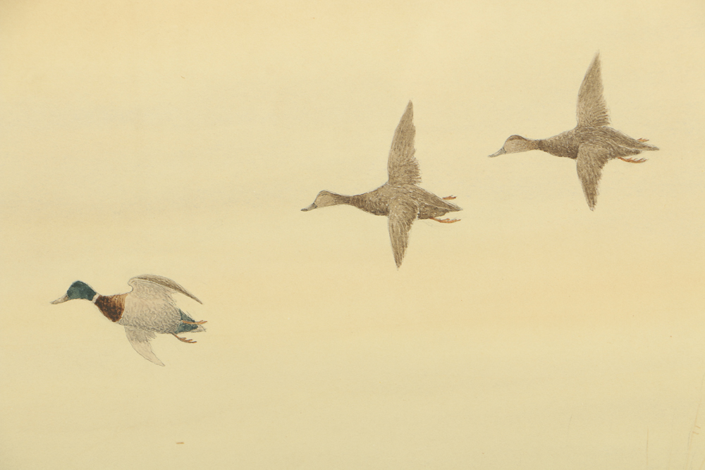 Joseph Knap Watercolor Painting on Paper of Flying Mallards