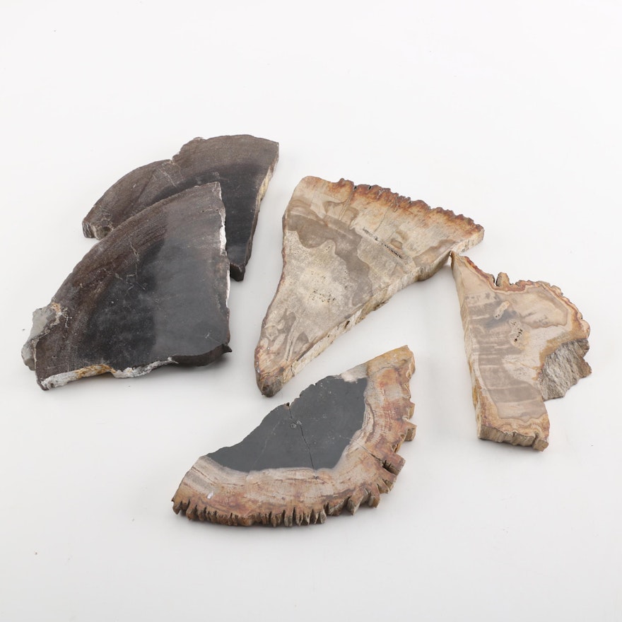 Petrified Wood Specimens