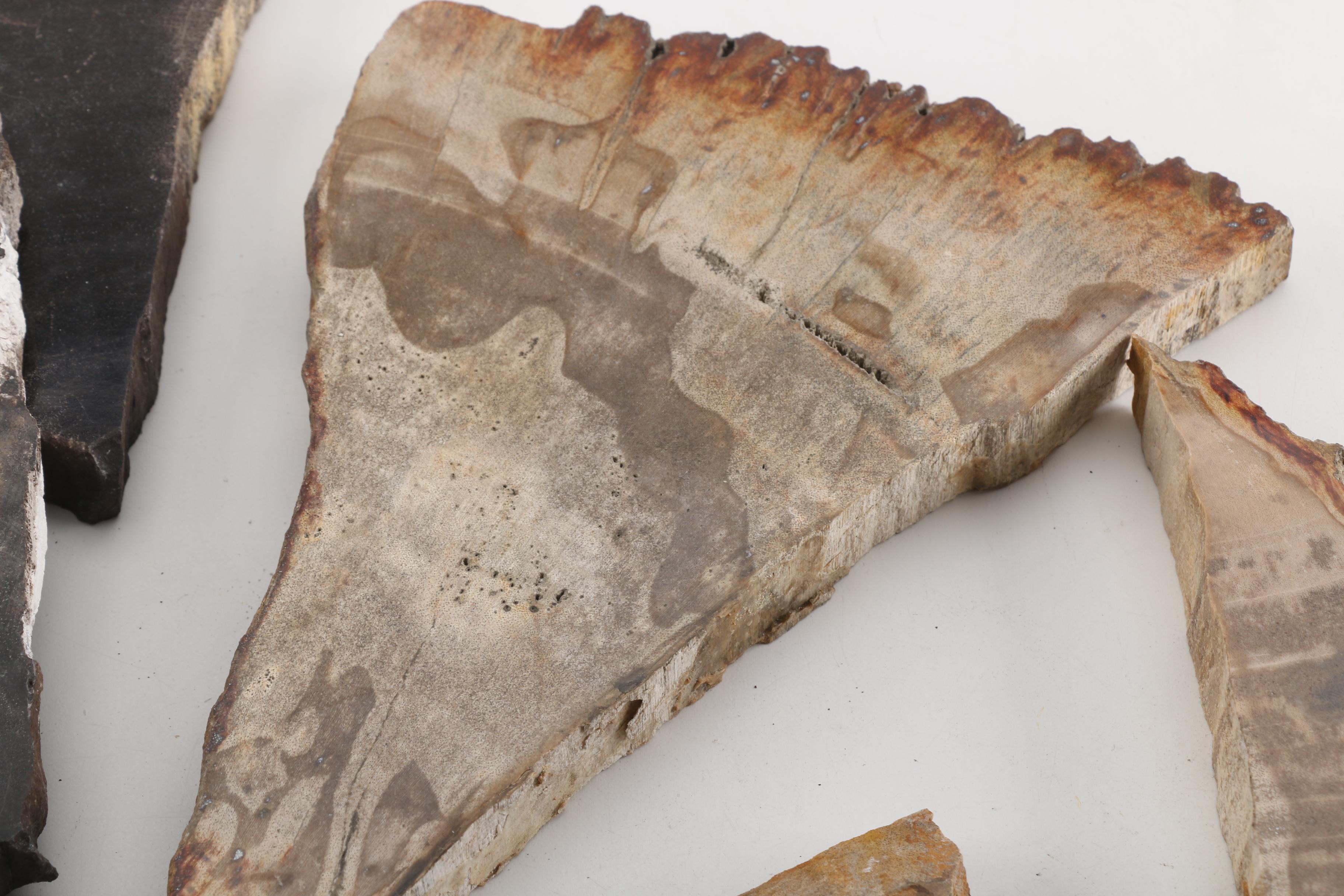 Petrified Wood Specimens