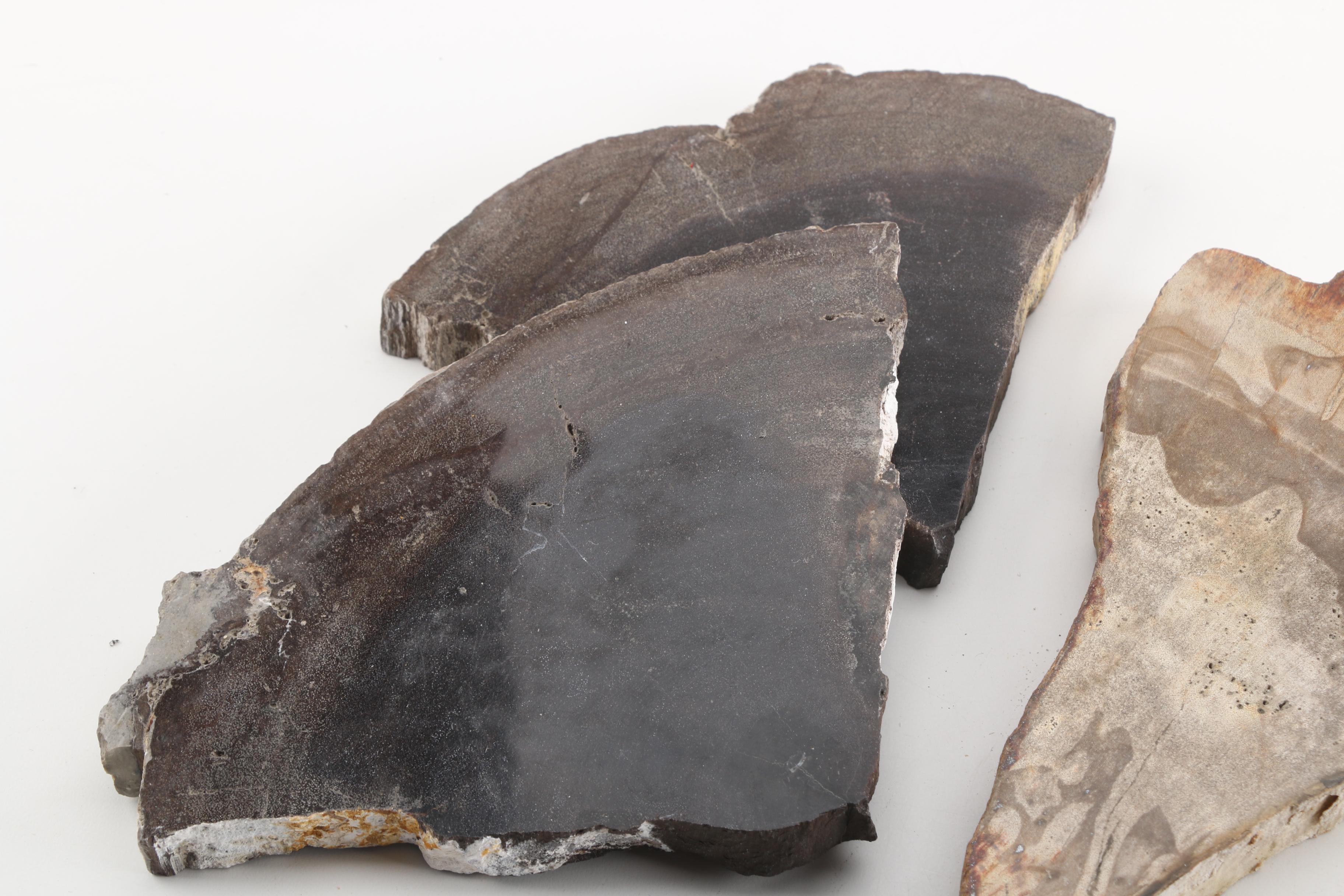 Petrified Wood Specimens