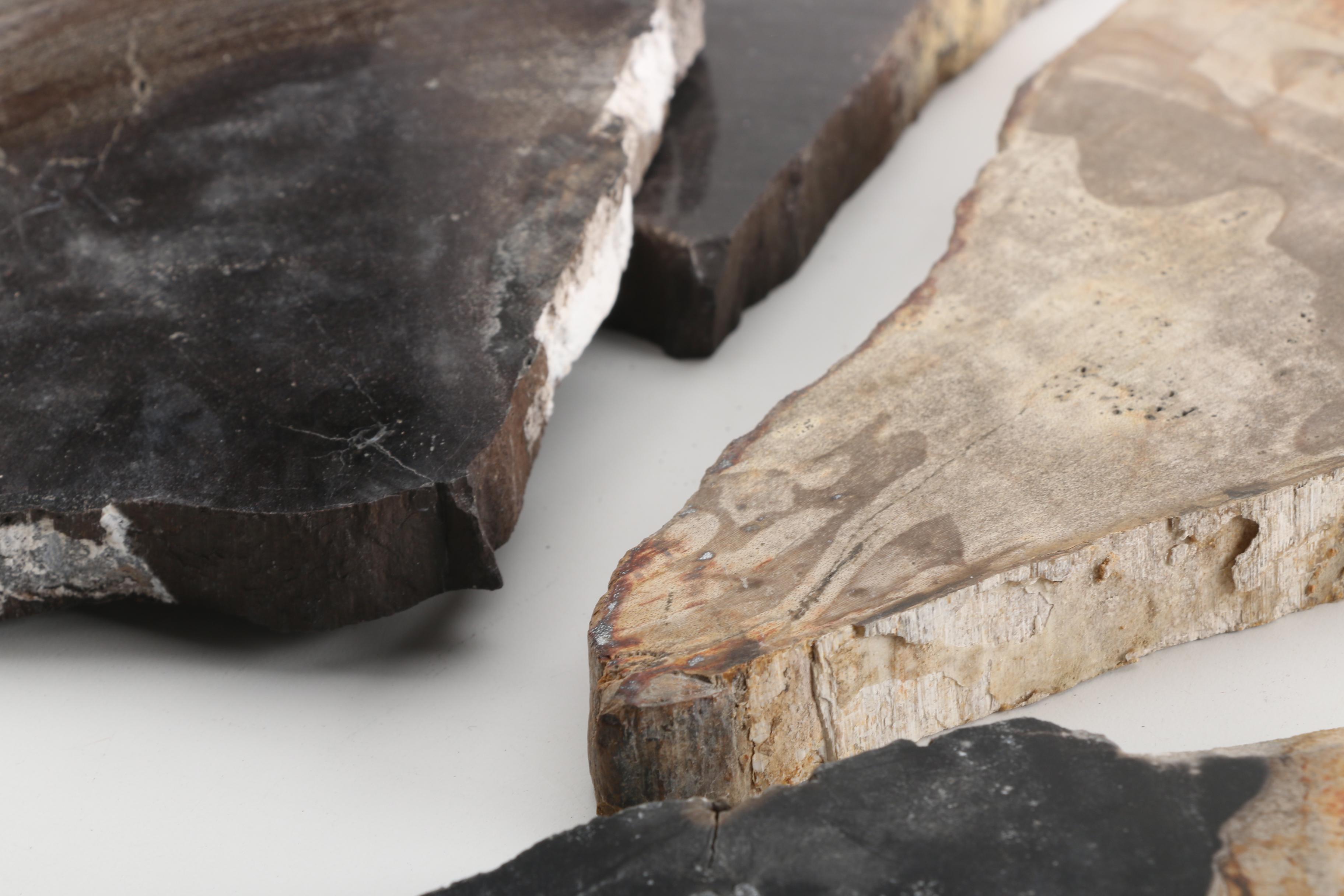 Petrified Wood Specimens