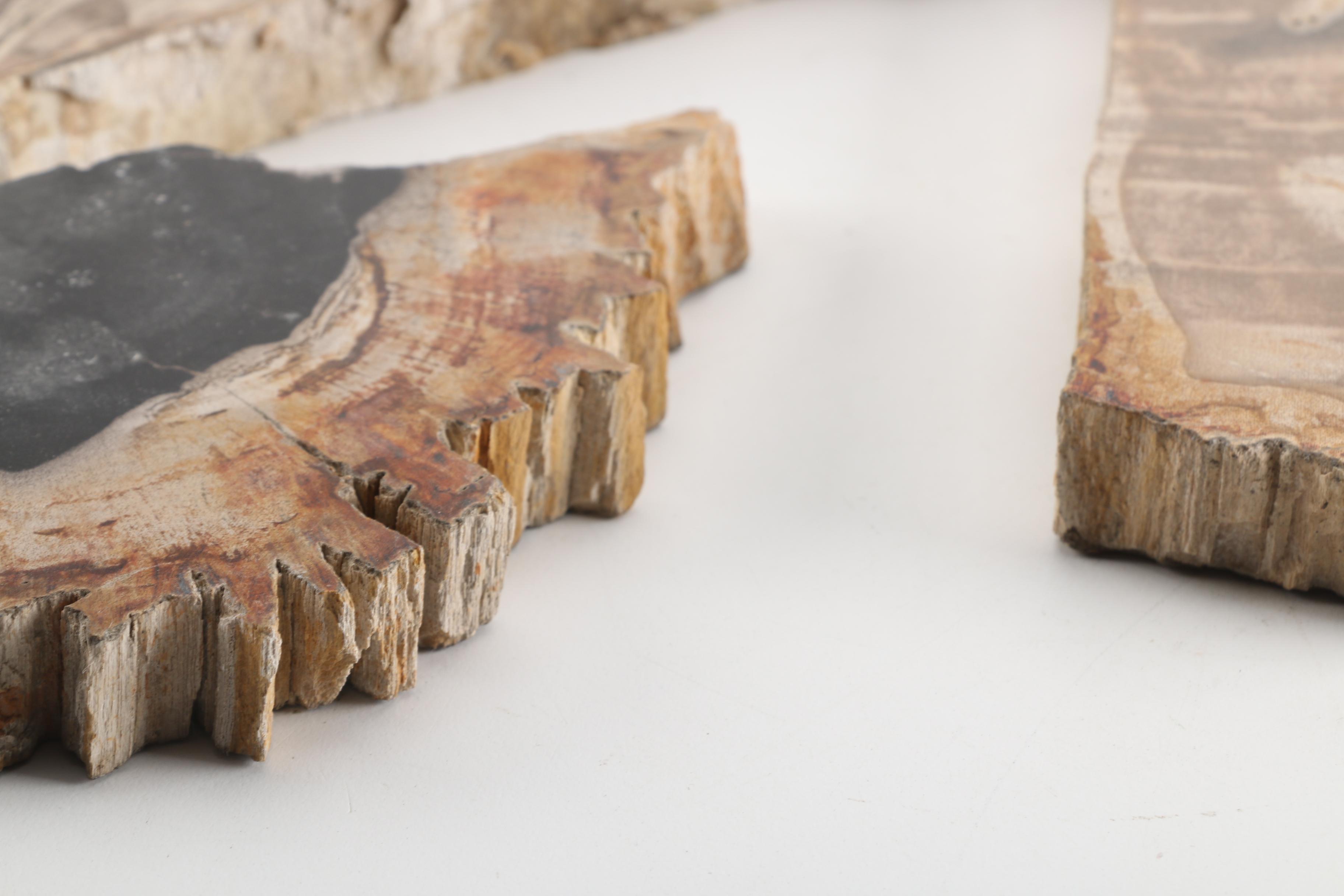 Petrified Wood Specimens