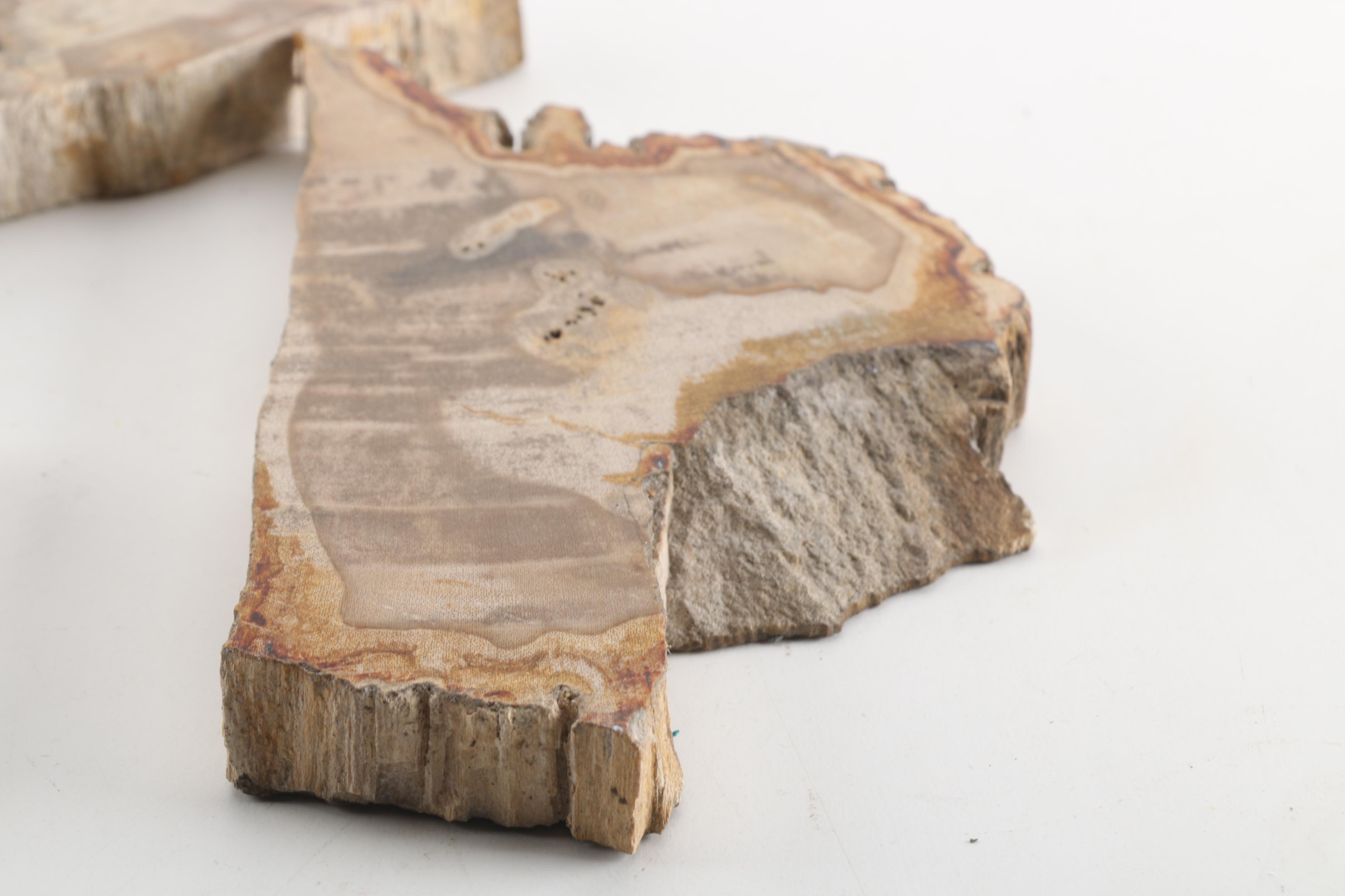 Petrified Wood Specimens