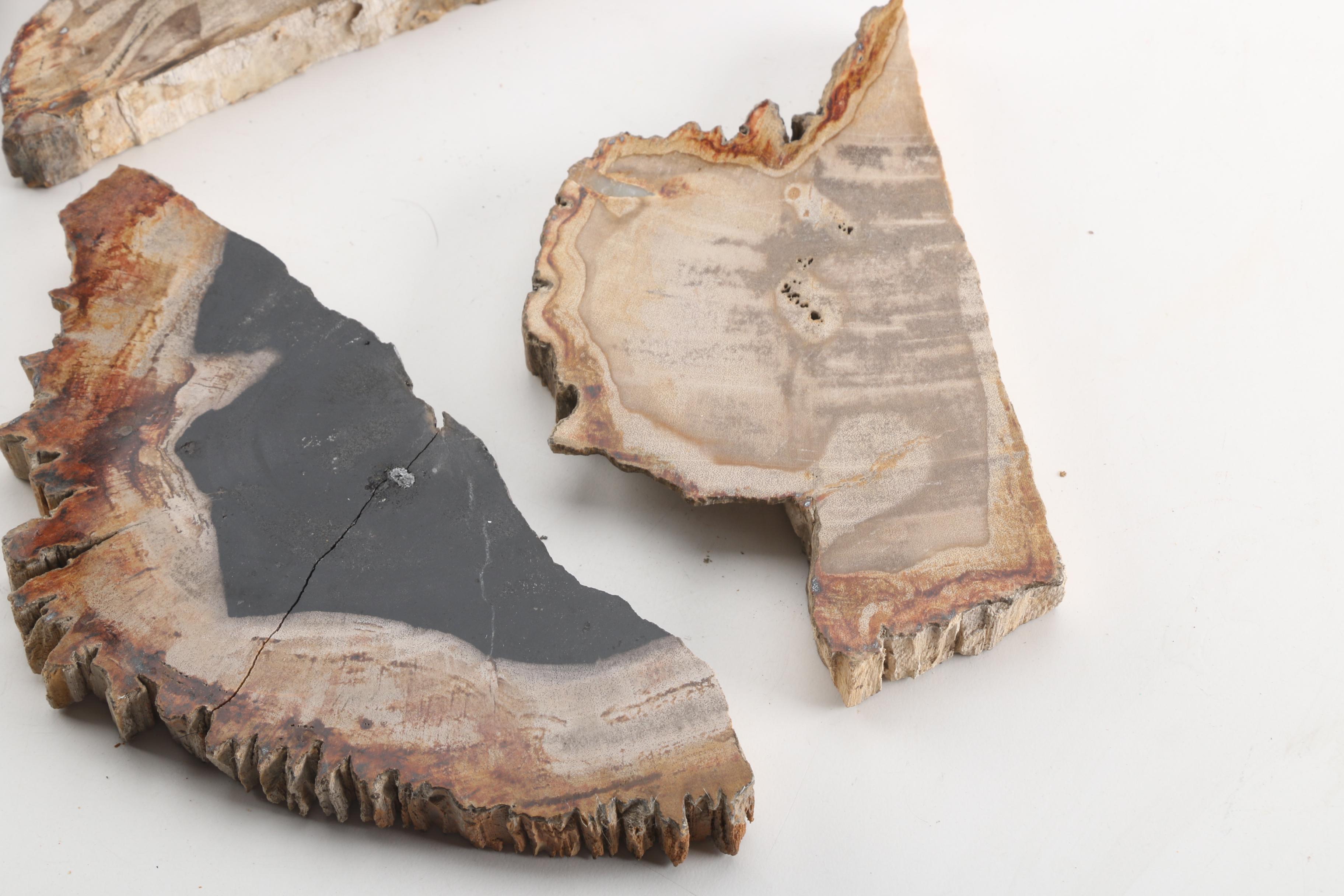 Petrified Wood Specimens