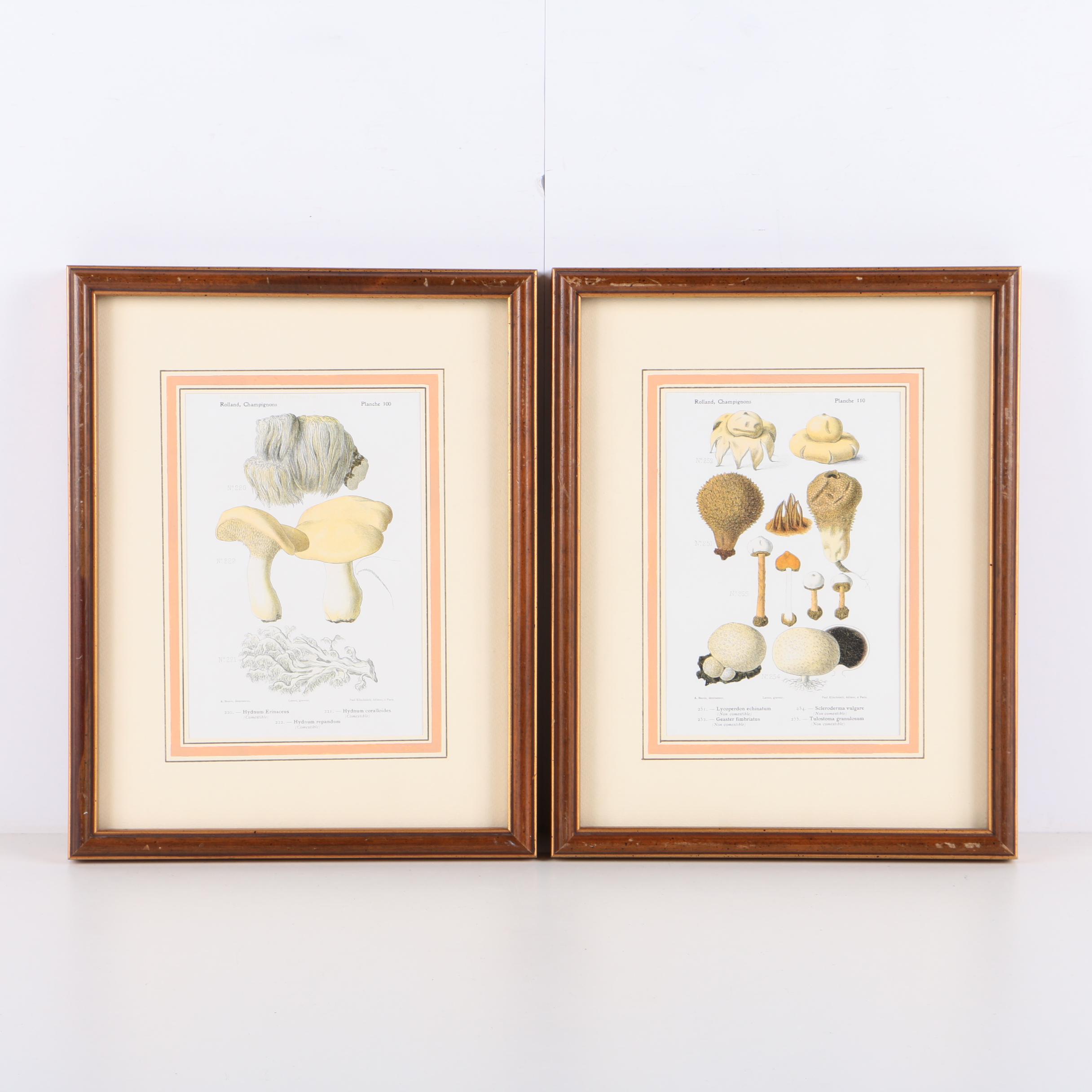 Hand-Colored Lithographs on Paper of Mushrooms