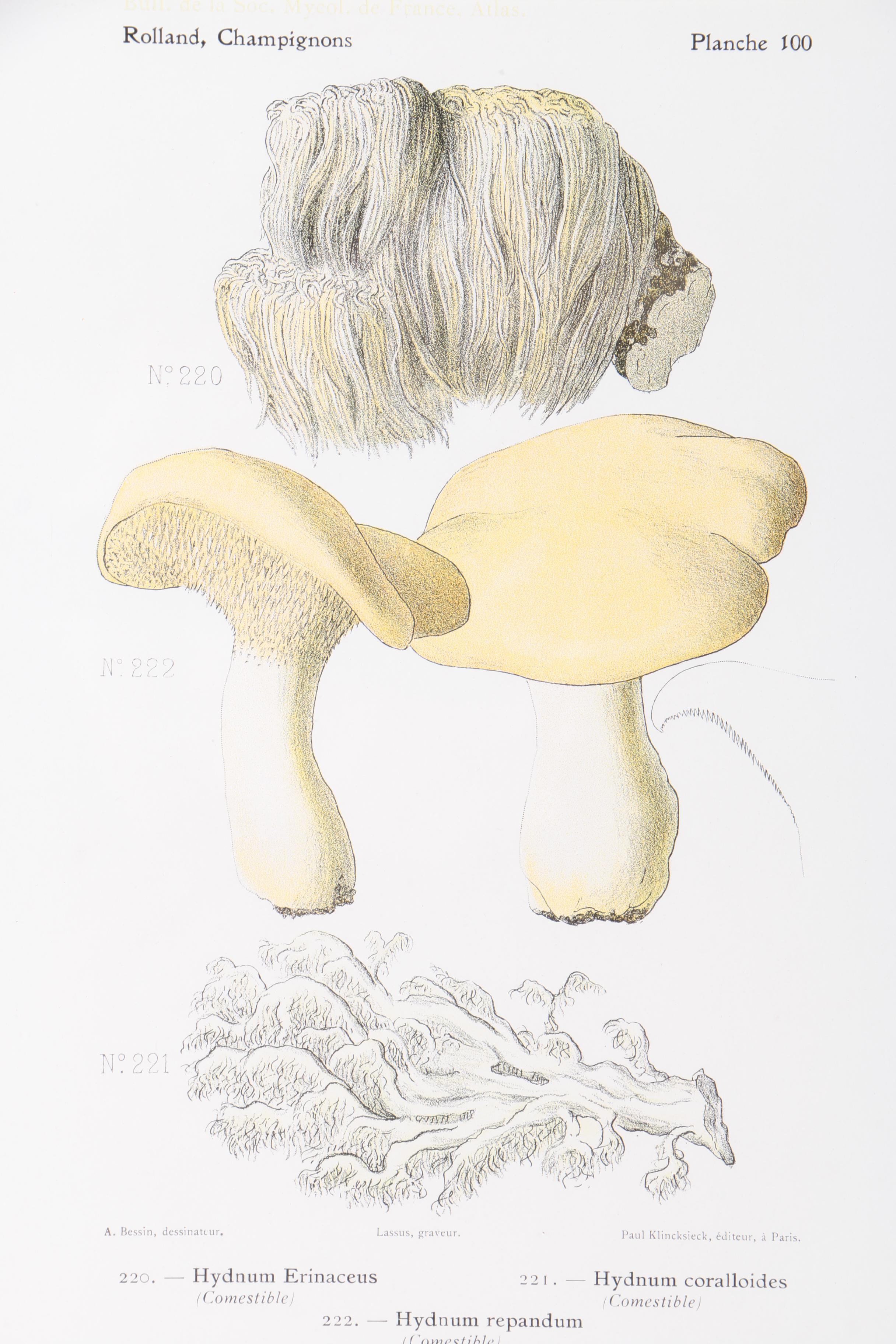Hand-Colored Lithographs on Paper of Mushrooms