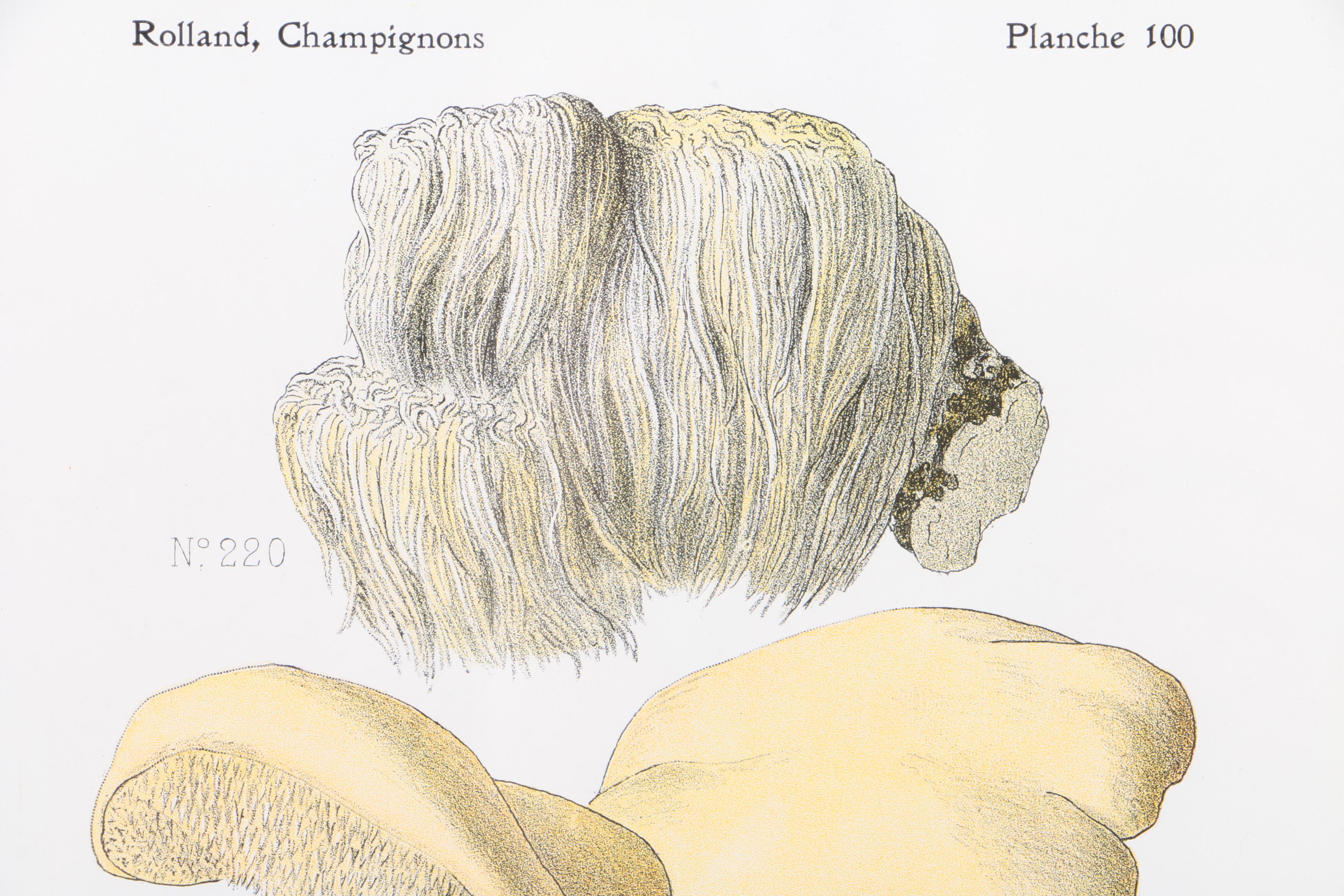 Hand-Colored Lithographs on Paper of Mushrooms