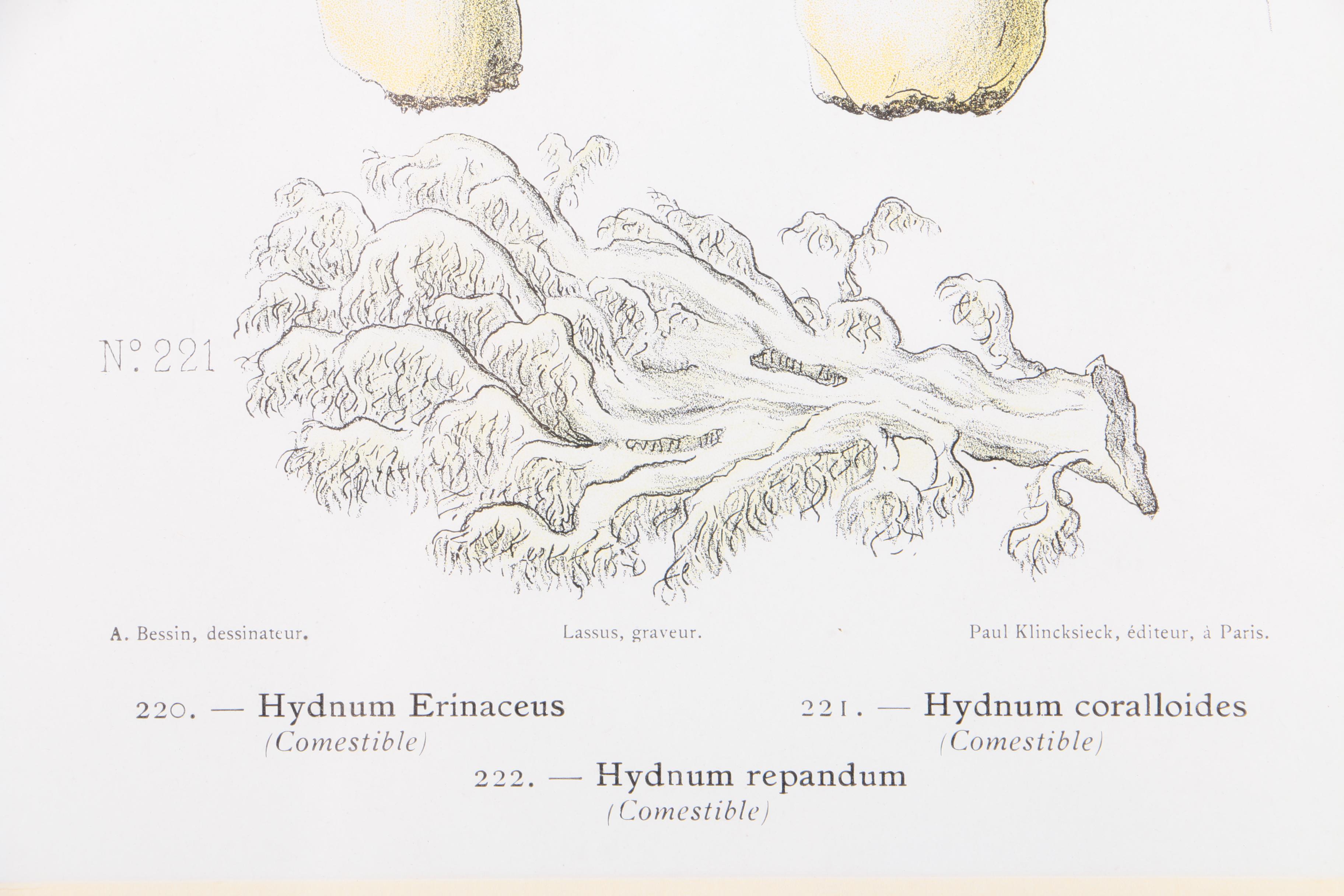Hand-Colored Lithographs on Paper of Mushrooms
