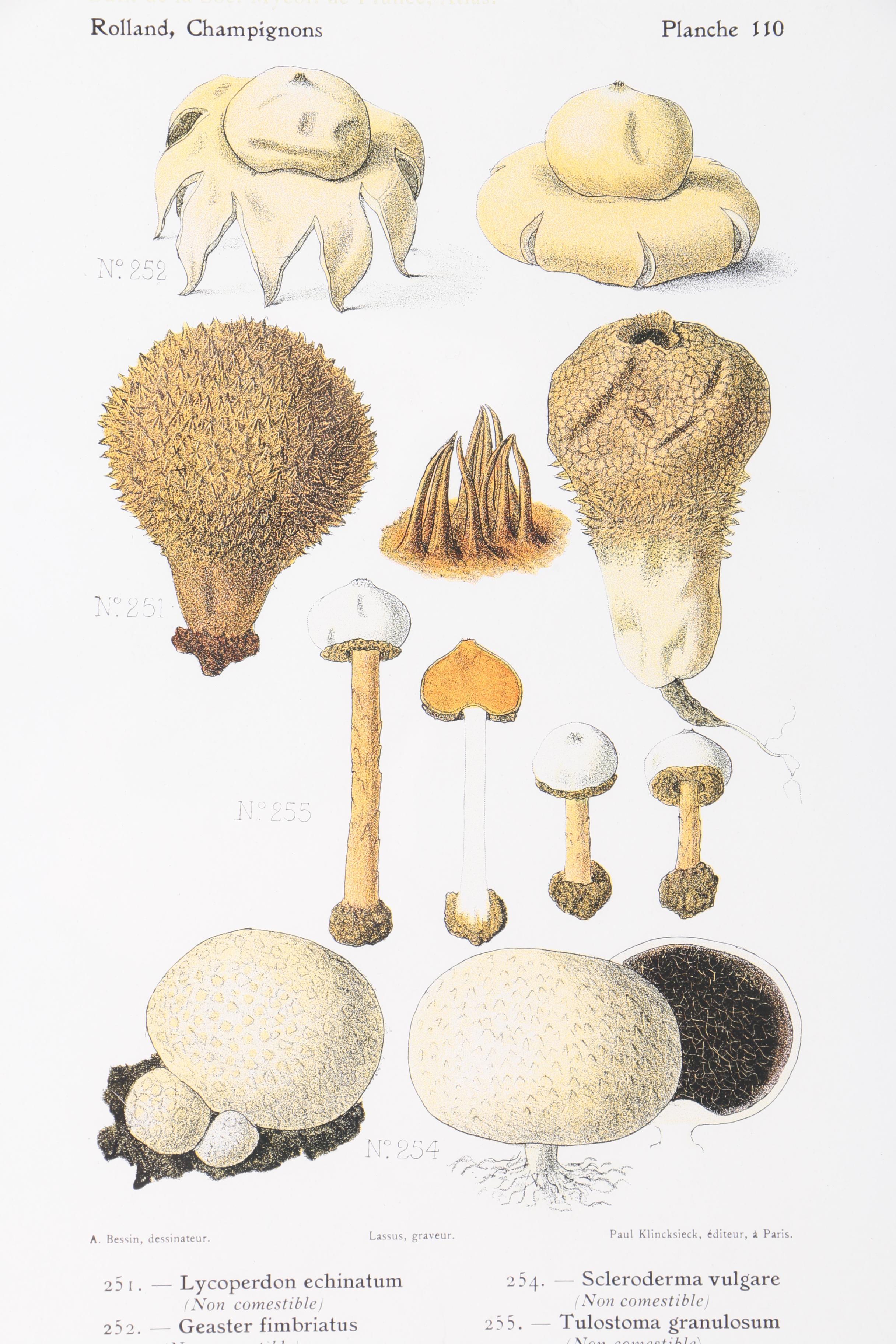Hand-Colored Lithographs on Paper of Mushrooms
