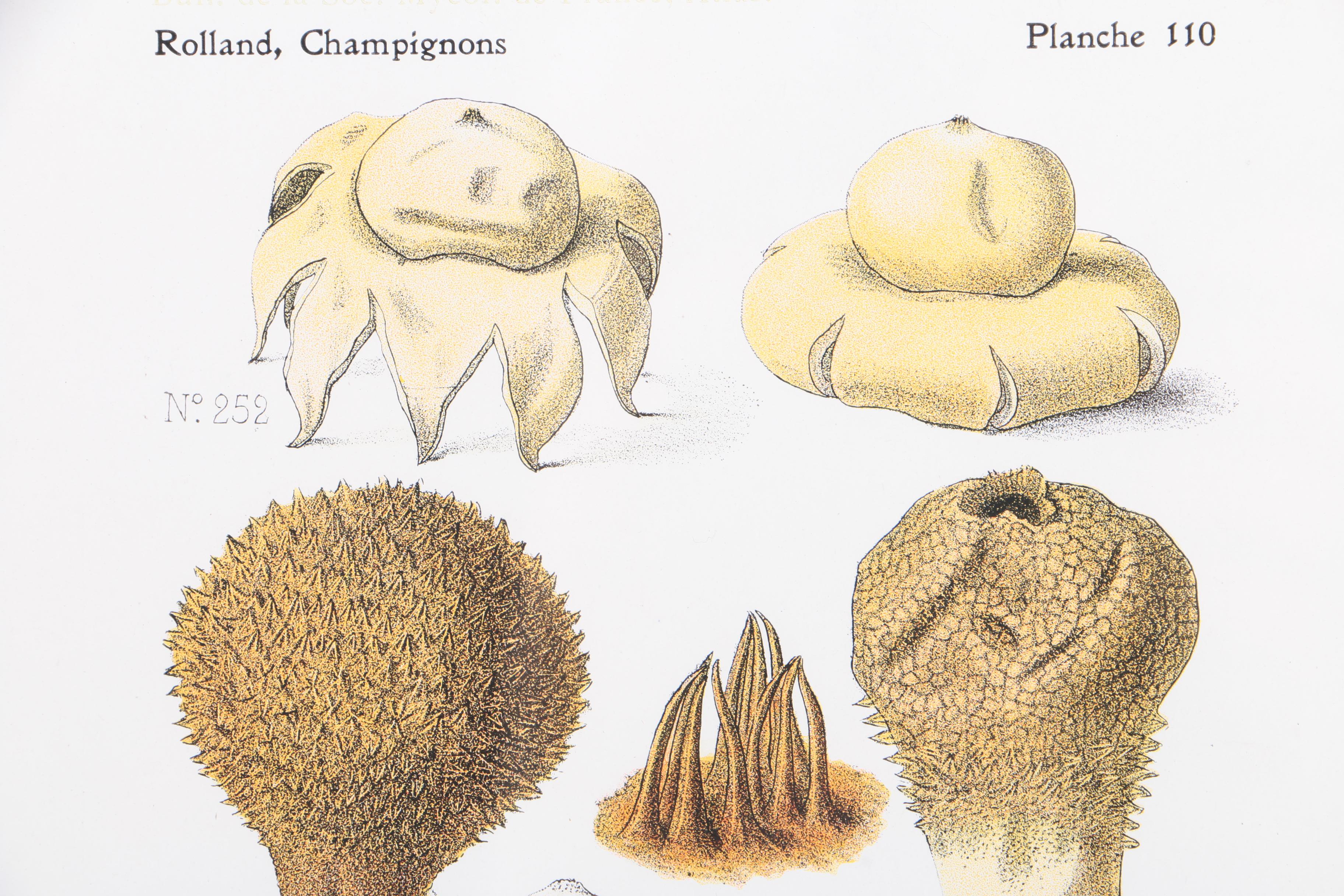 Hand-Colored Lithographs on Paper of Mushrooms