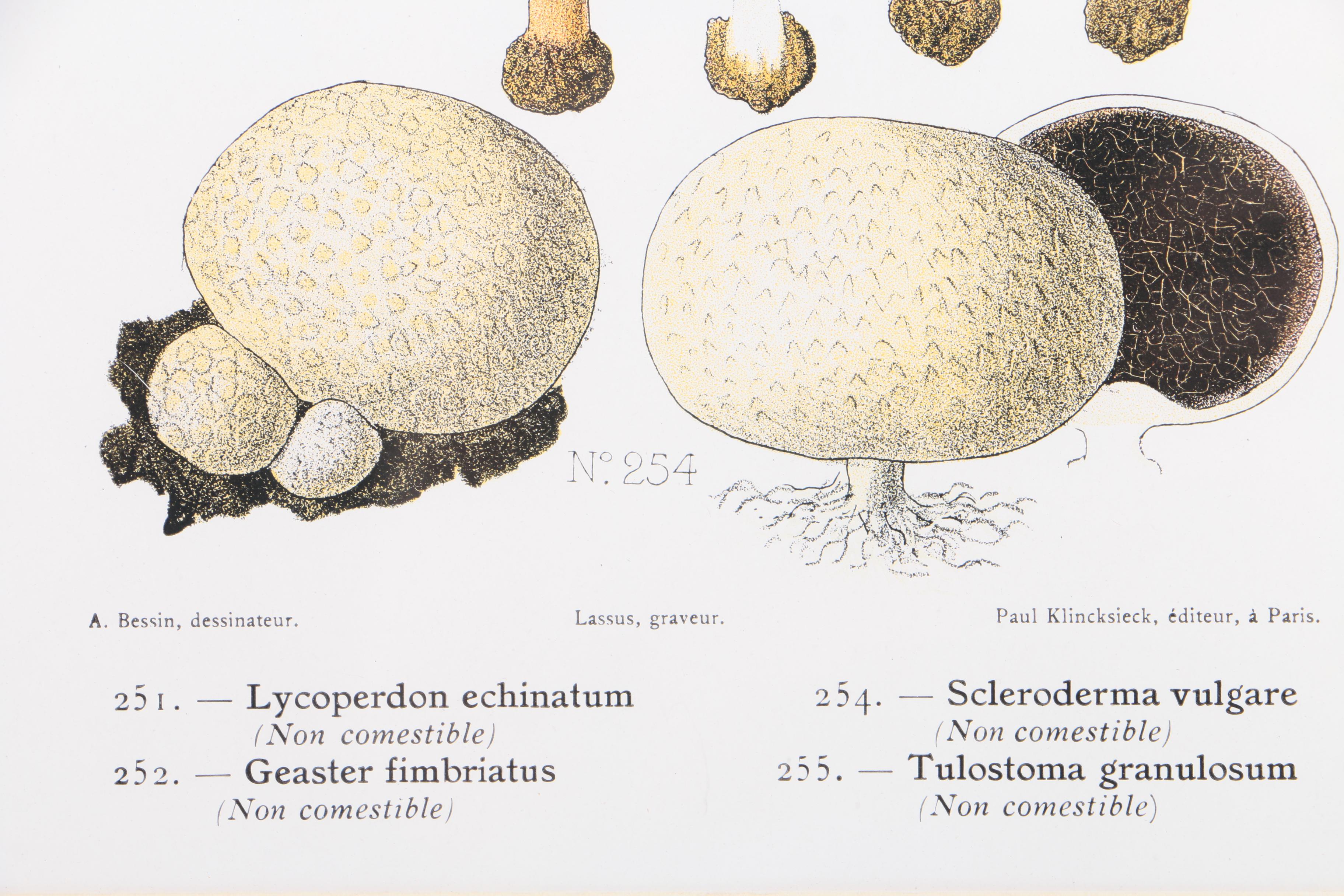 Hand-Colored Lithographs on Paper of Mushrooms